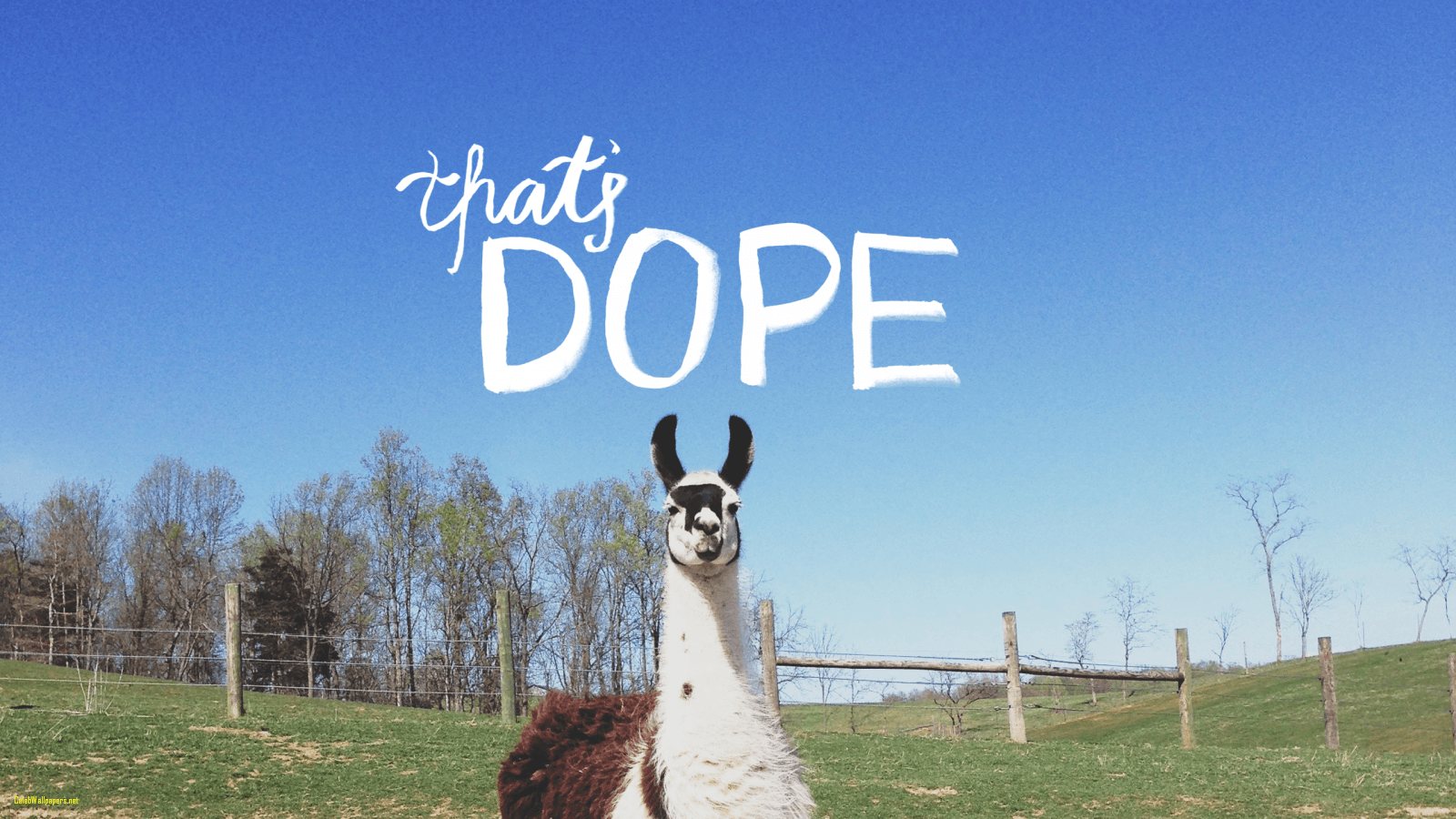 Llama Wallpapers 5