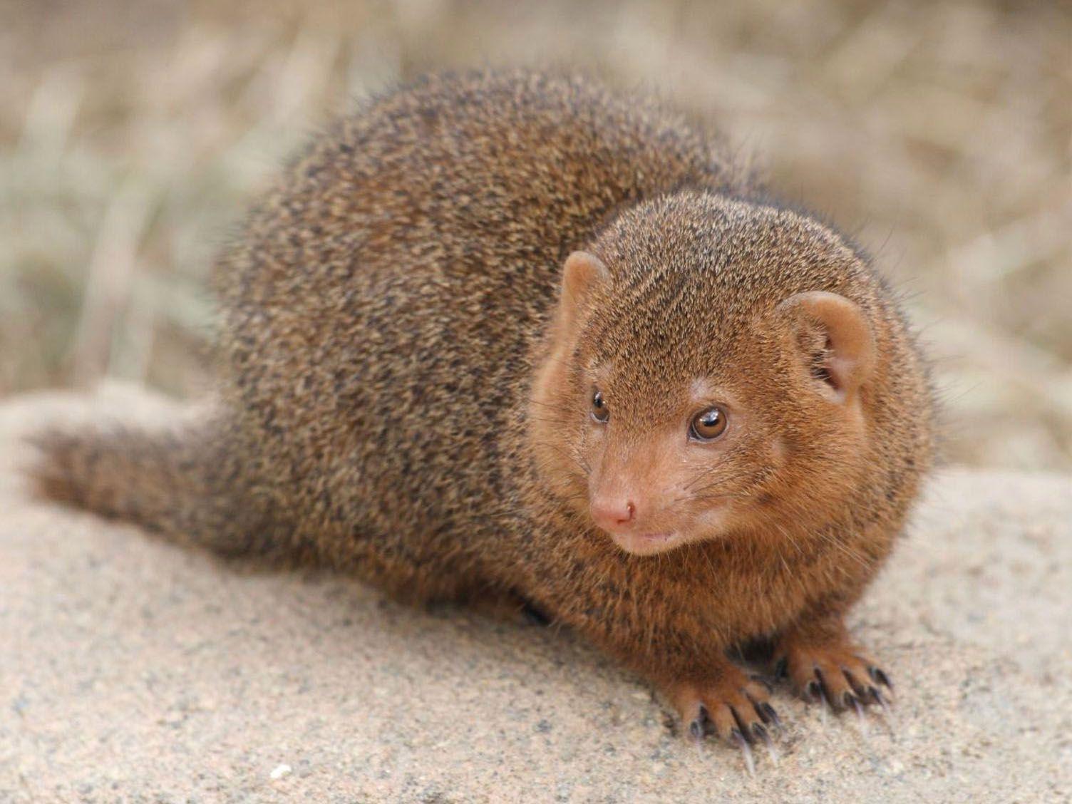 Dwarf, Mongoose, Hd Animal Wallpapers, Pet Love, Cool Animals