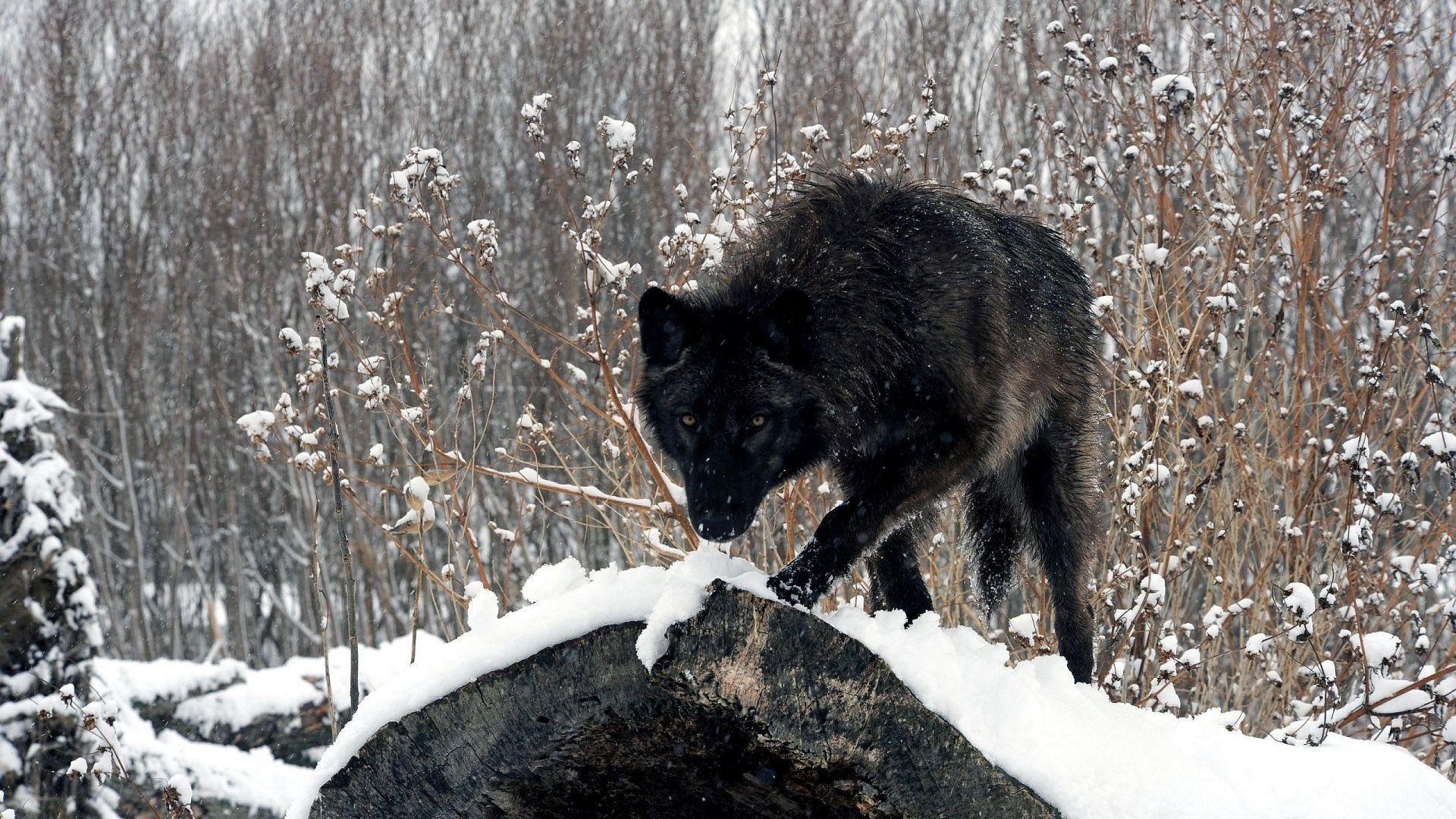 Wallpapers For > Black Wolf Wallpapers Hd