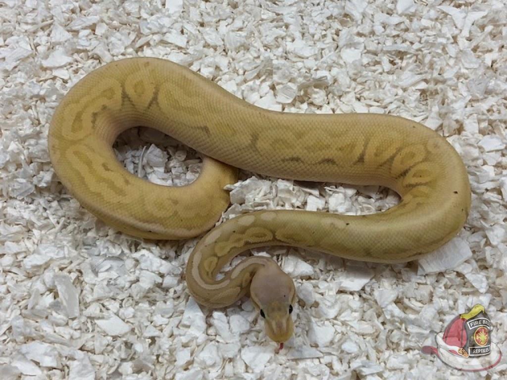 Banana Pewter Fire Ball Python by Fireball Reptiles