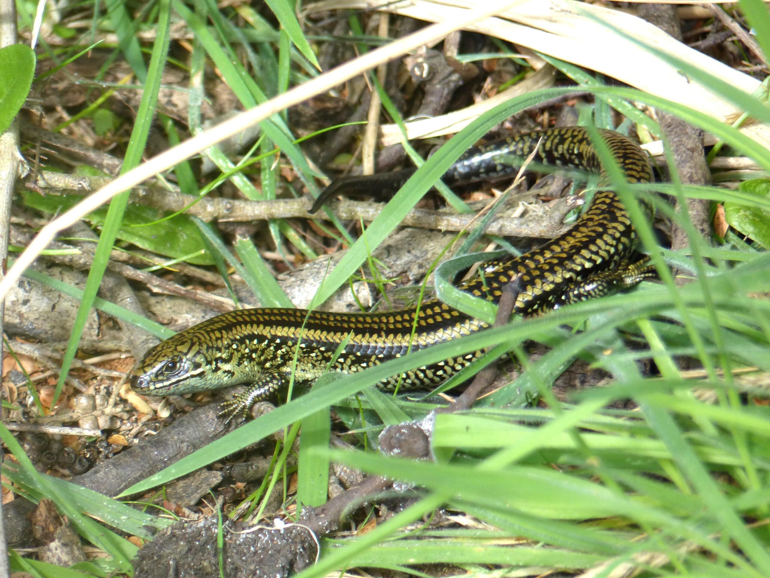 Gippsland: The Skink’s Domain