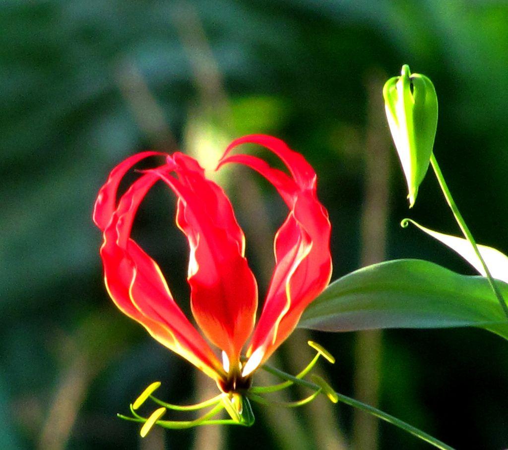 Flame Lily