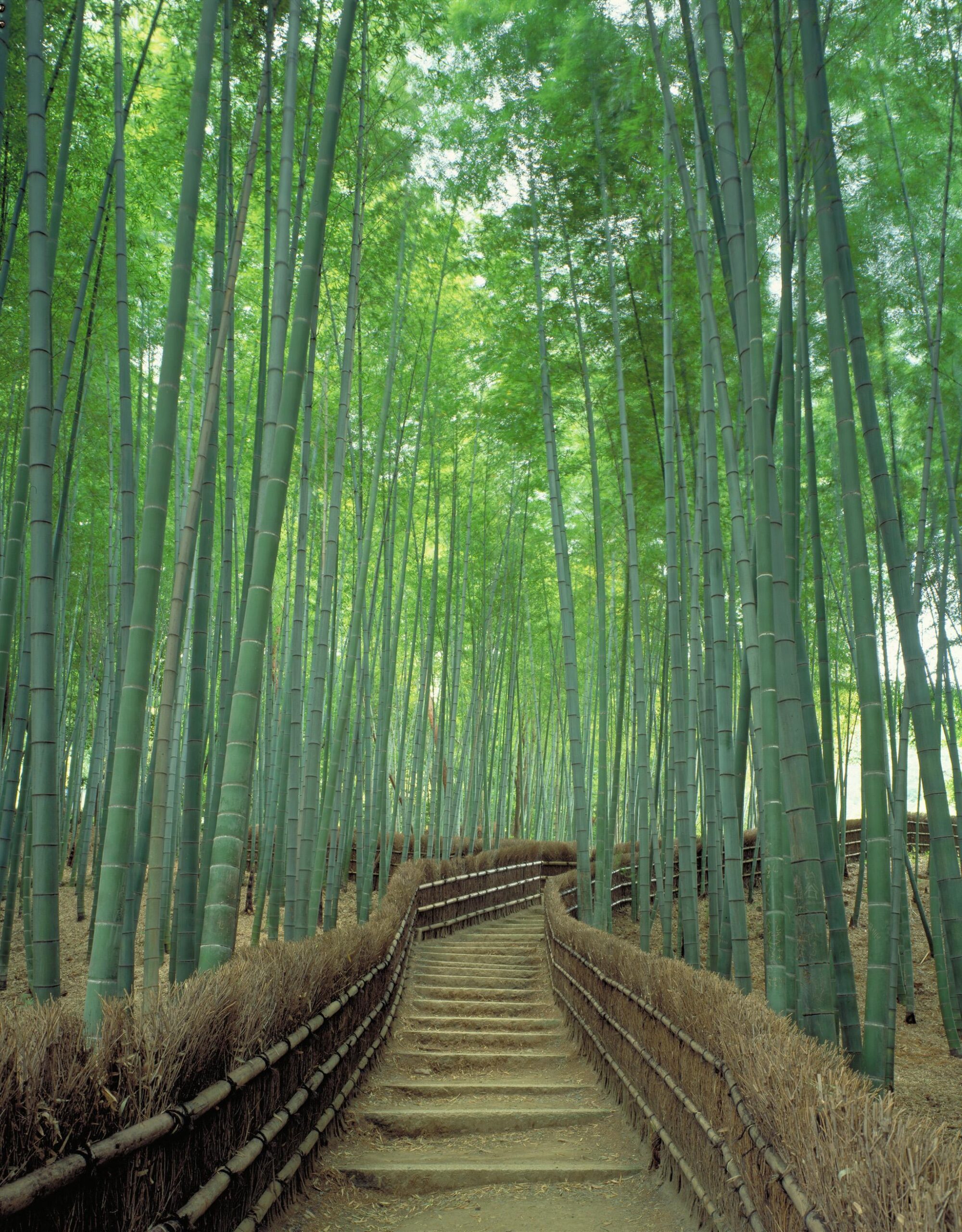 Sagano Bamboo Forest in Kyoto: One of world’s prettiest groves