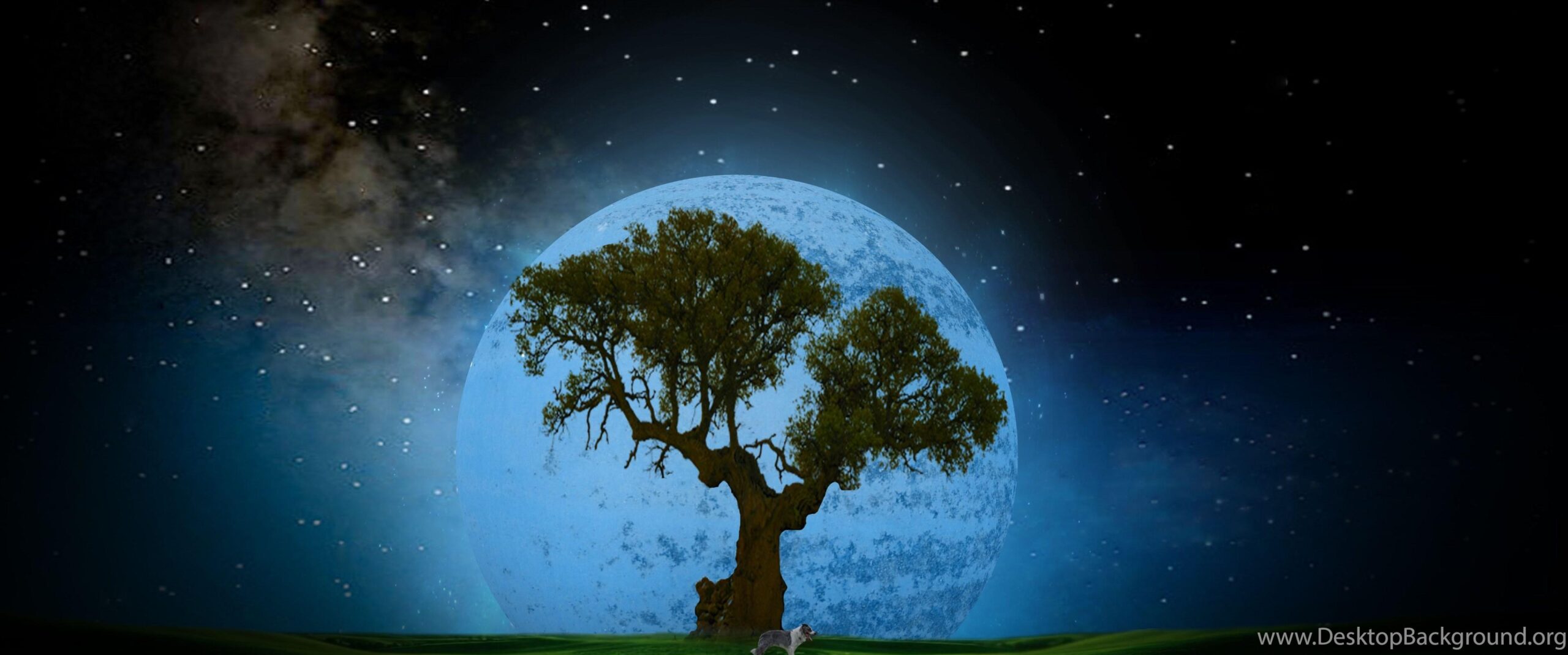 Tree At Night Desktop HD Wallpapers 4469 Amazing Wallpaperz Desktop