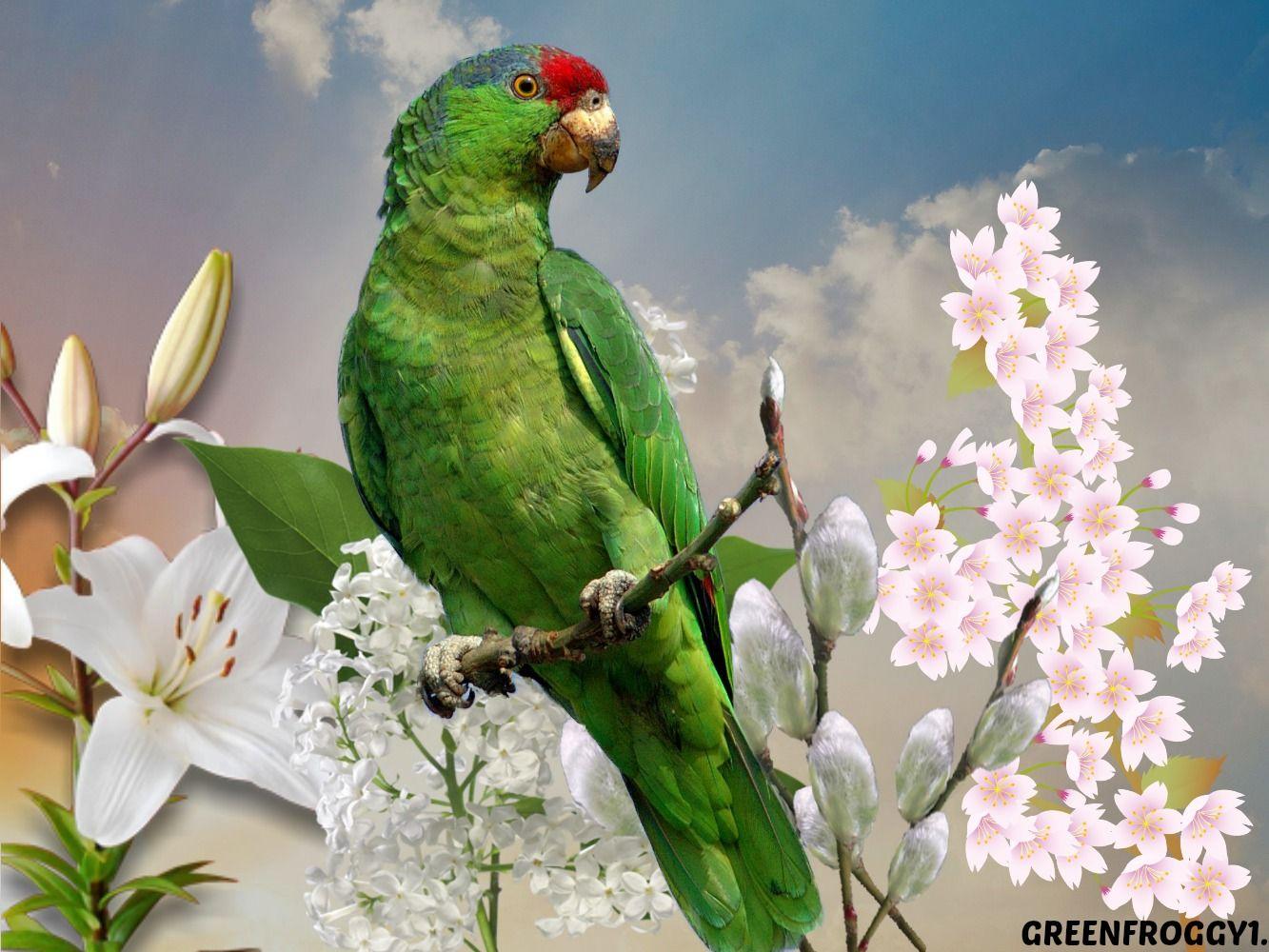 GREEN PARROT Wallpapers and Backgrounds Image