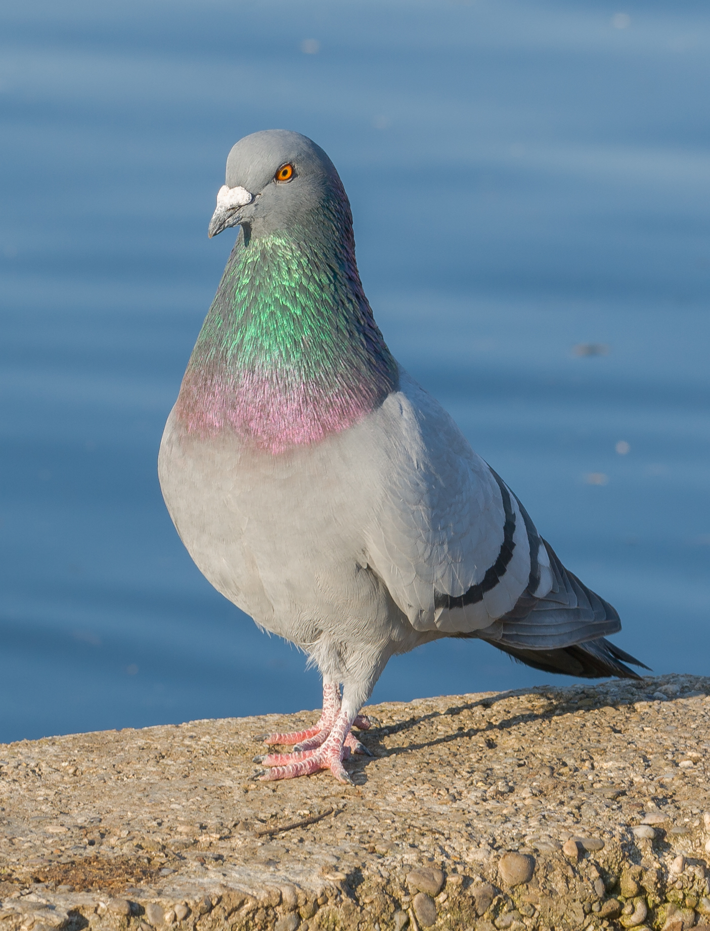 Rock Dove Bird