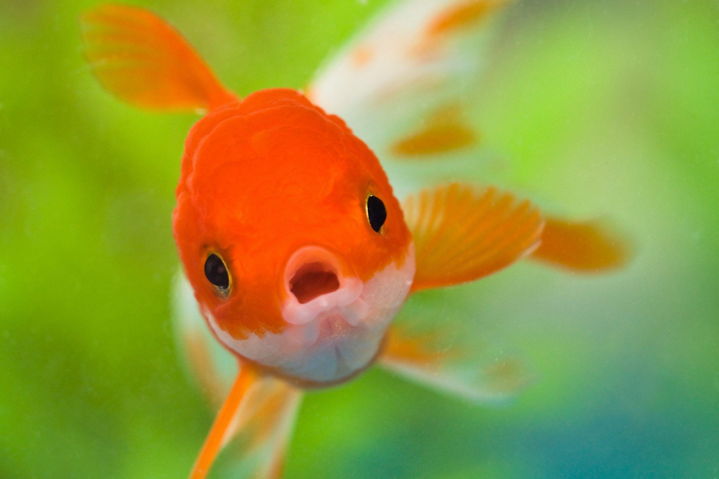 Goldfish HD Wallpapers