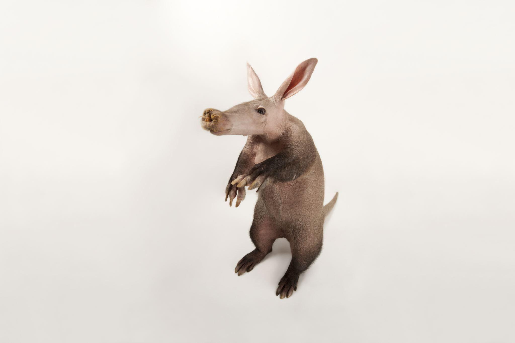 Aardvark Wallpaper Backgrounds