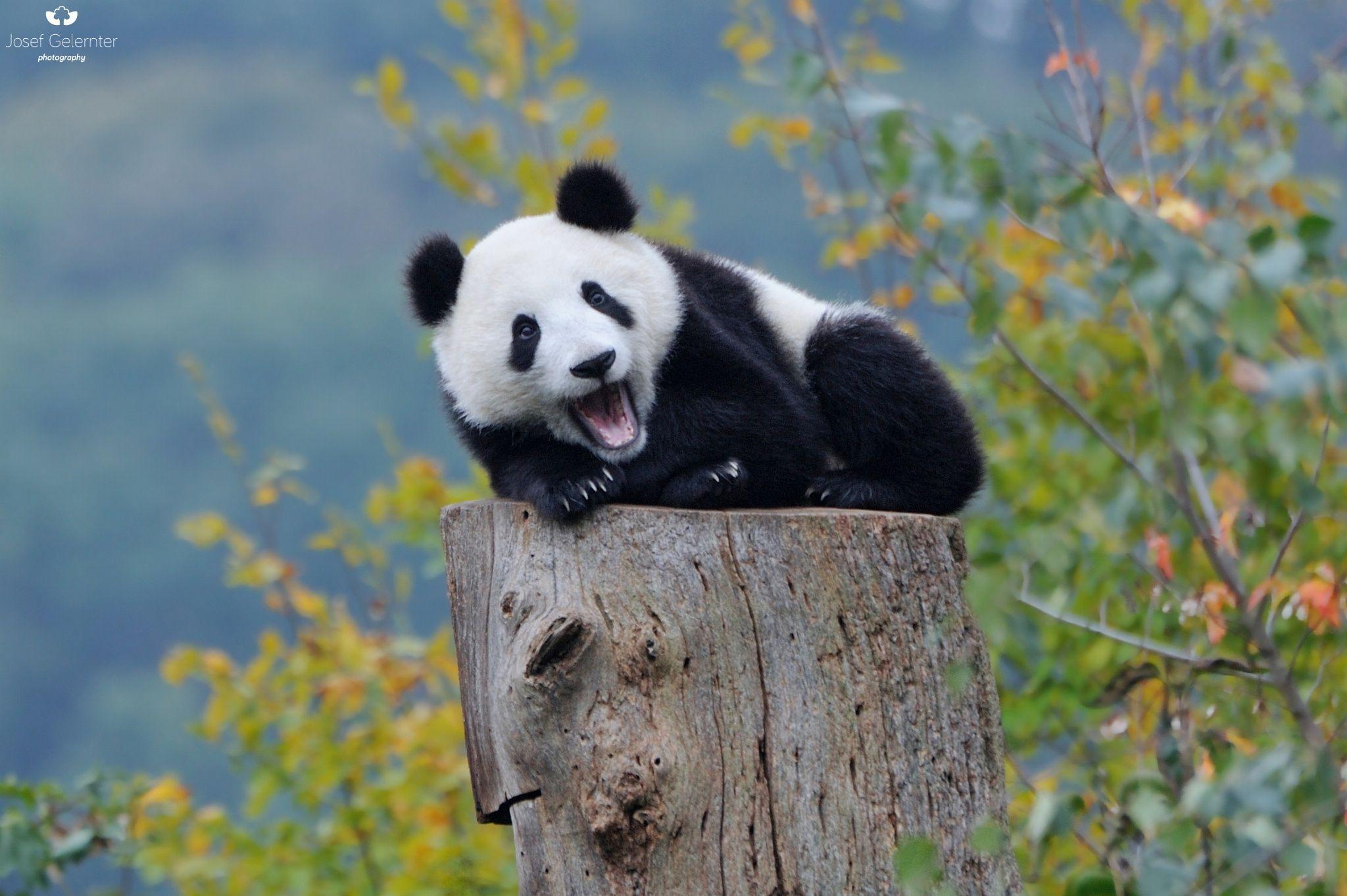 One Happy Panda by Josef Gelernter on 500px. Giant Panda