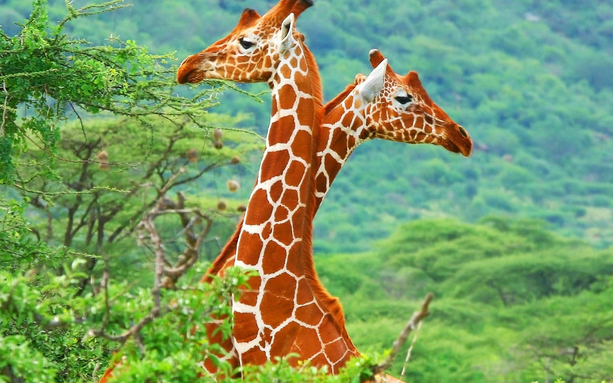 155 Giraffe Wallpapers