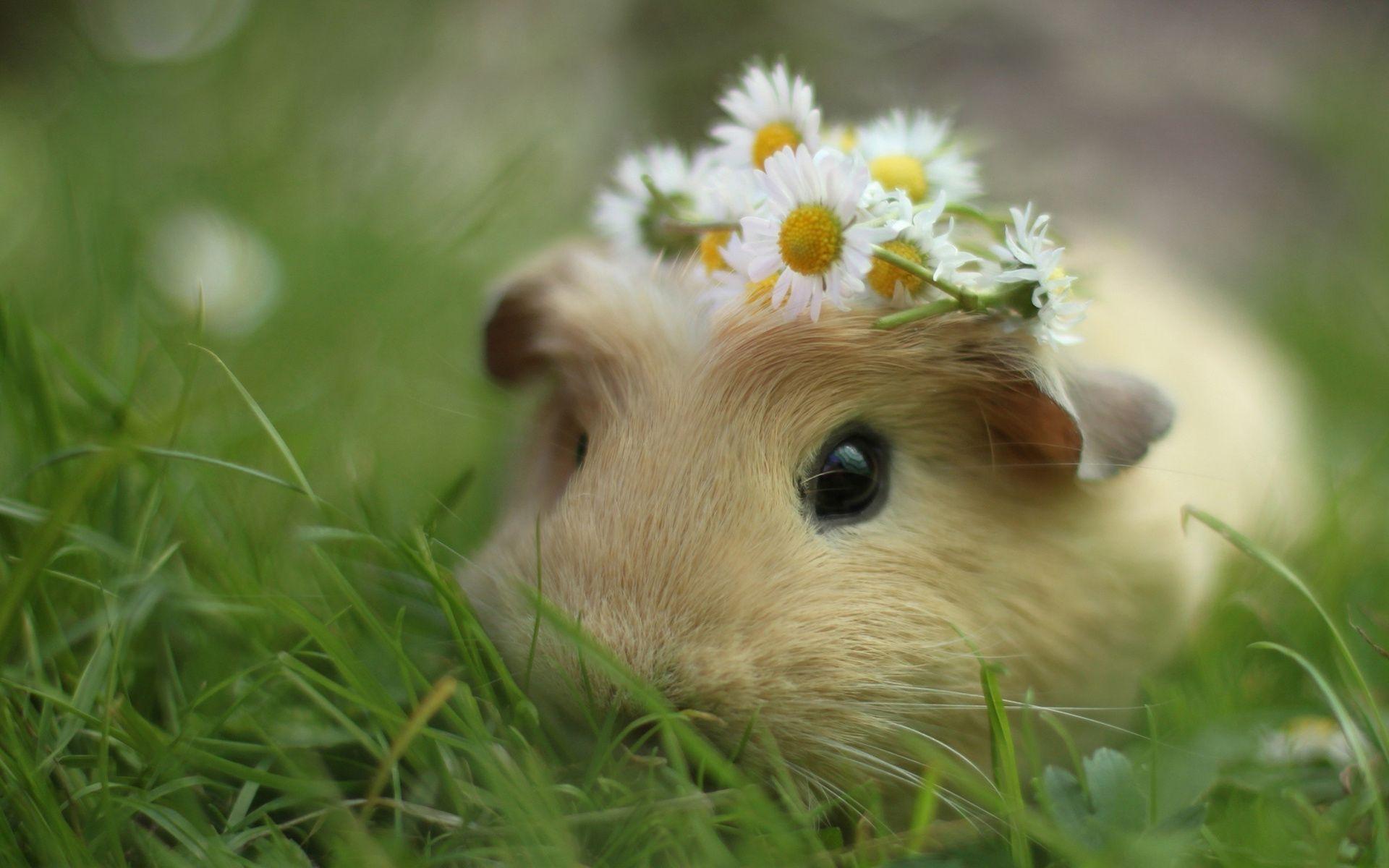 General Guinea Pig Desktop Wallpapers