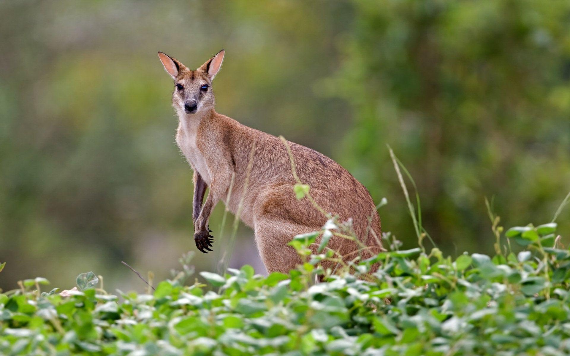 Kangaroo Wallpapers, Pictures, Image