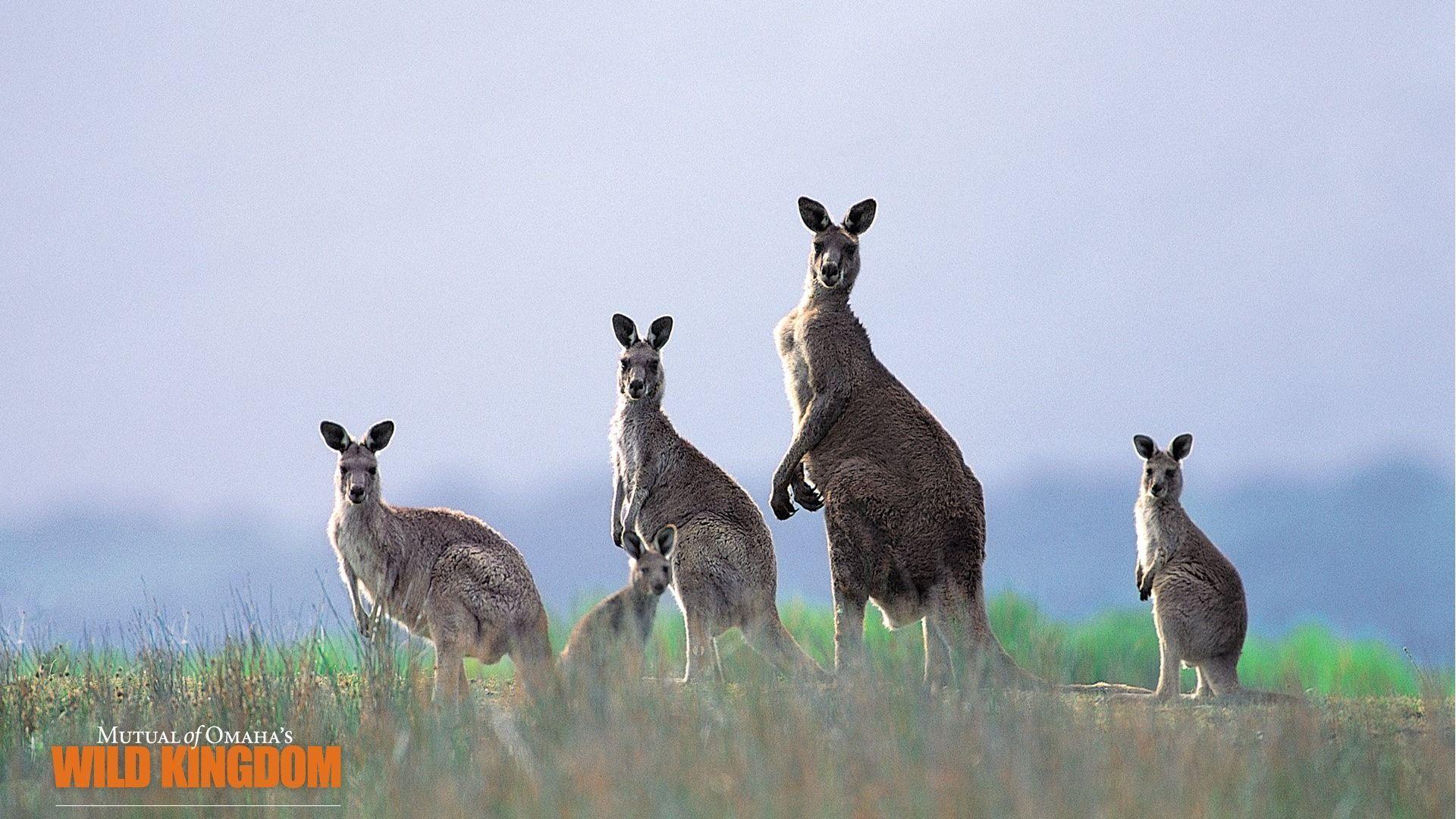 Kangaroo Wallpapers