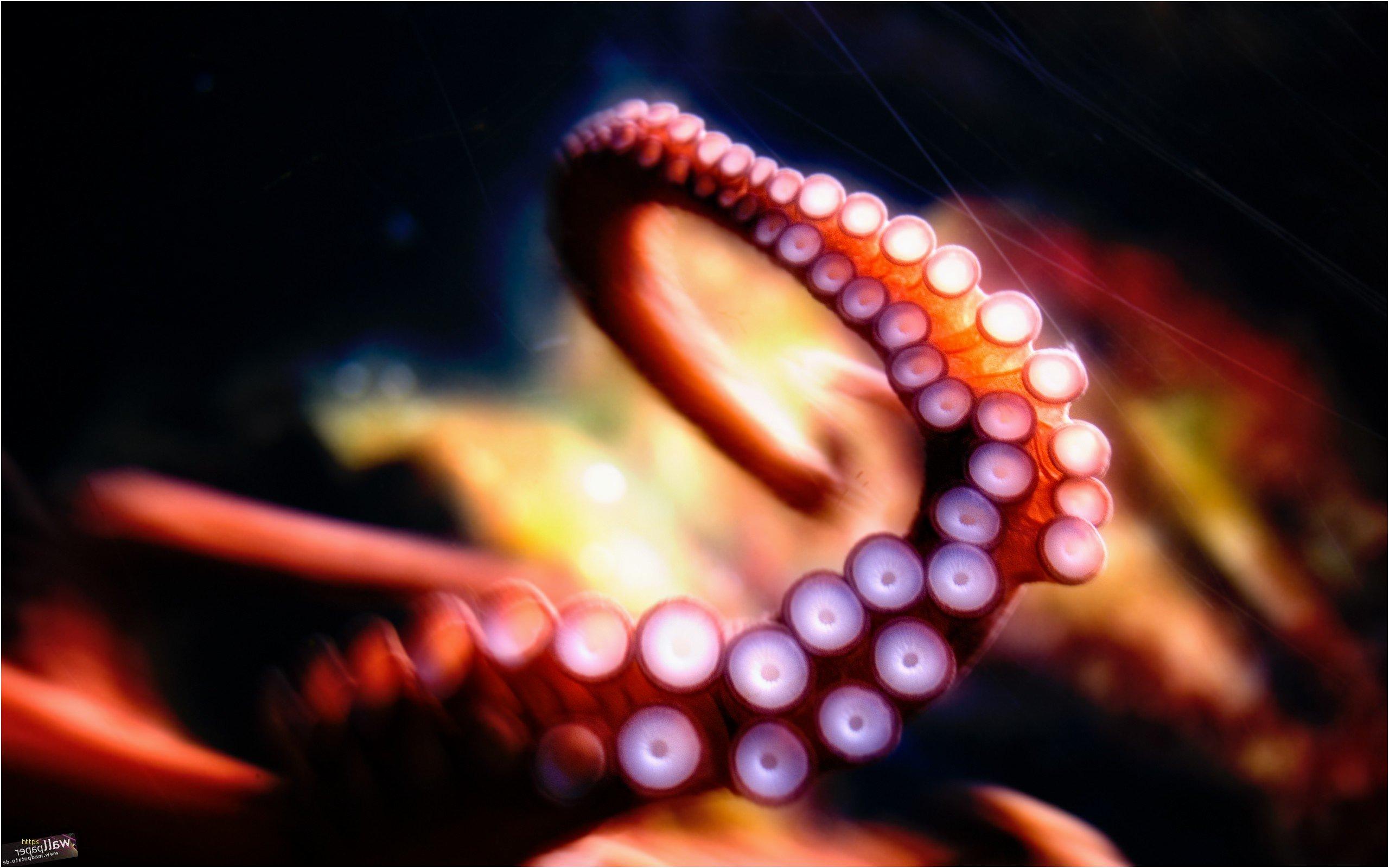 Octopus Wallpapers Awesome Octopus Hd Creative 4k Wallpapers