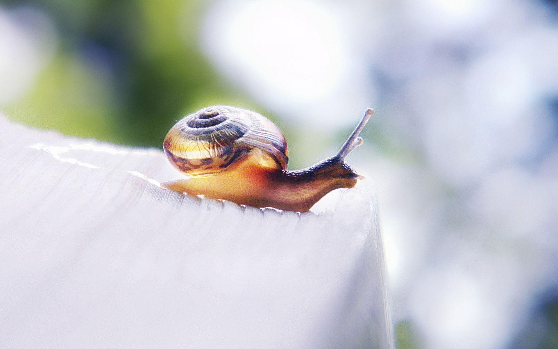 Grape snail wallpapers and image