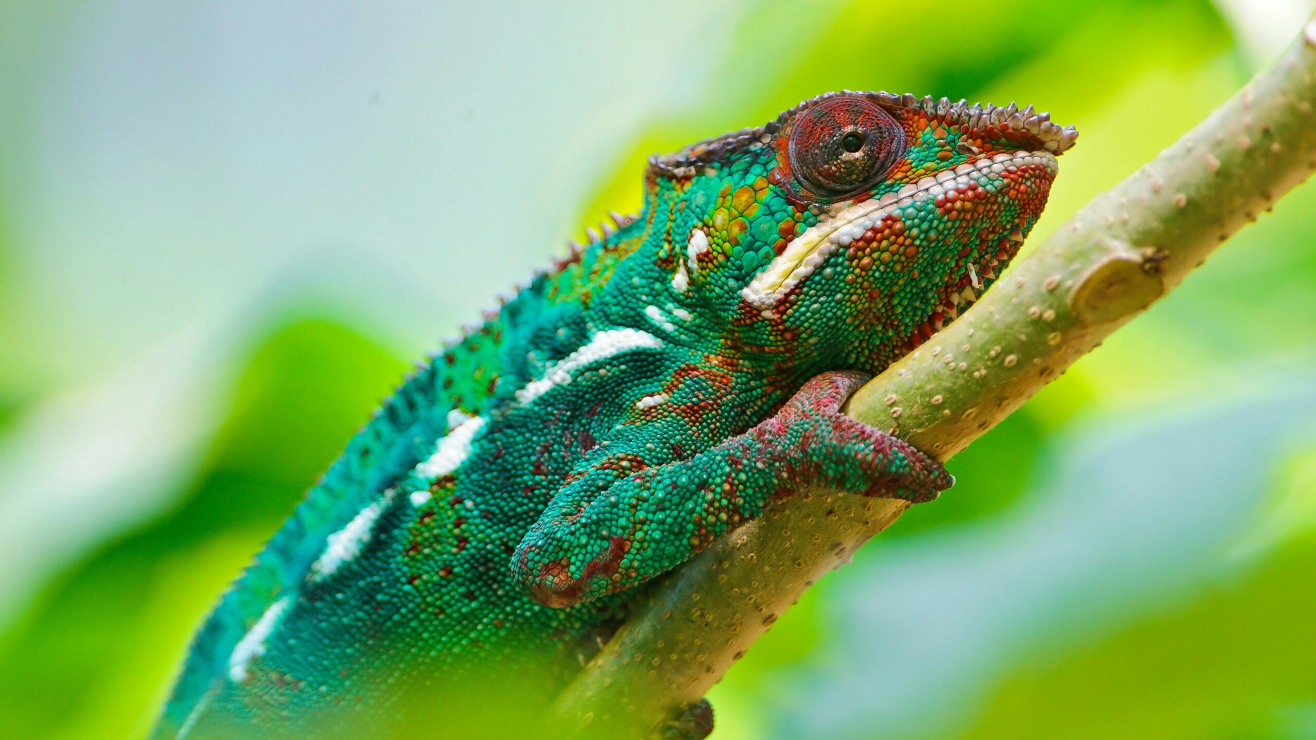 Colorful Chameleon 4K UltraHD Wallpapers