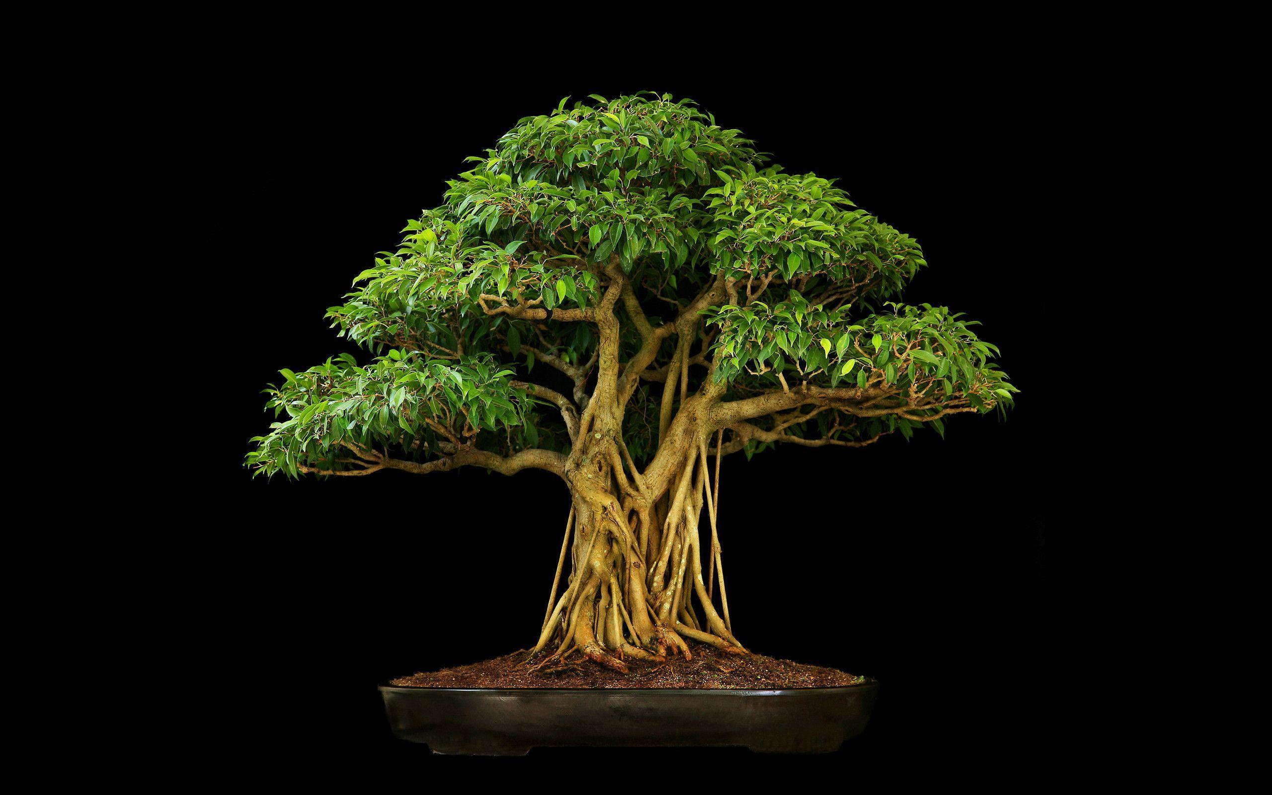 Tree Bonsai Tree Black leaves wallpapers