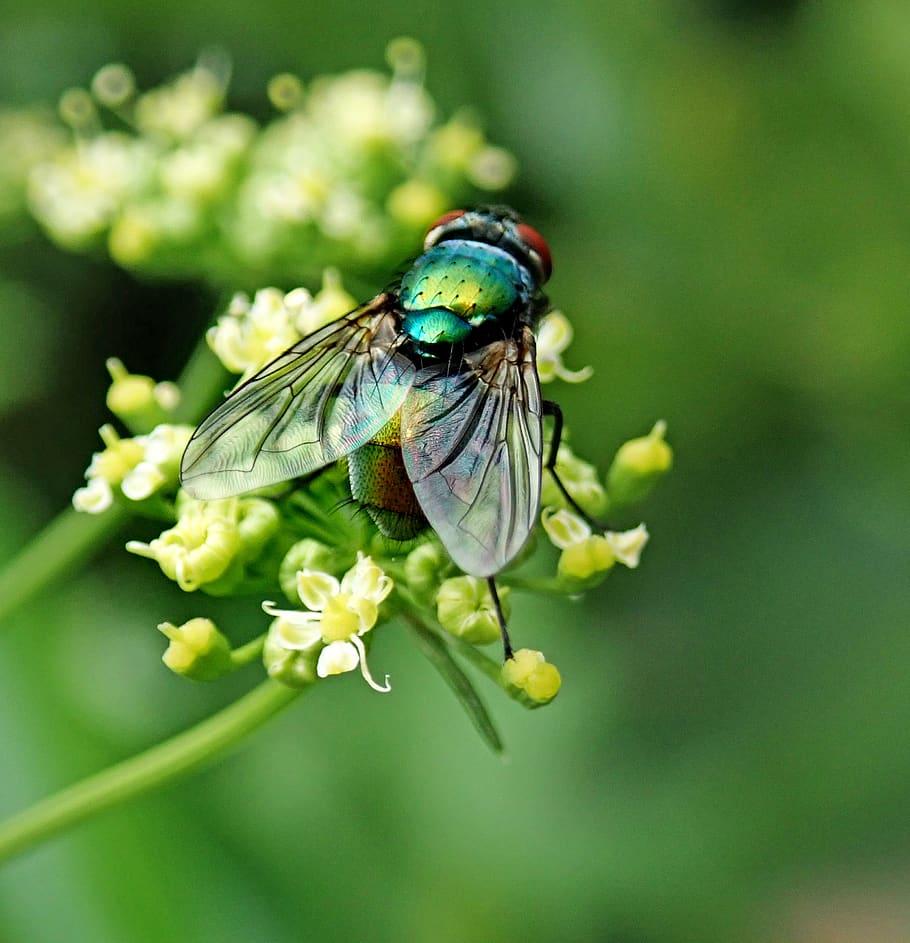 HD wallpaper: fly, insect, pest, garden, nature, flower