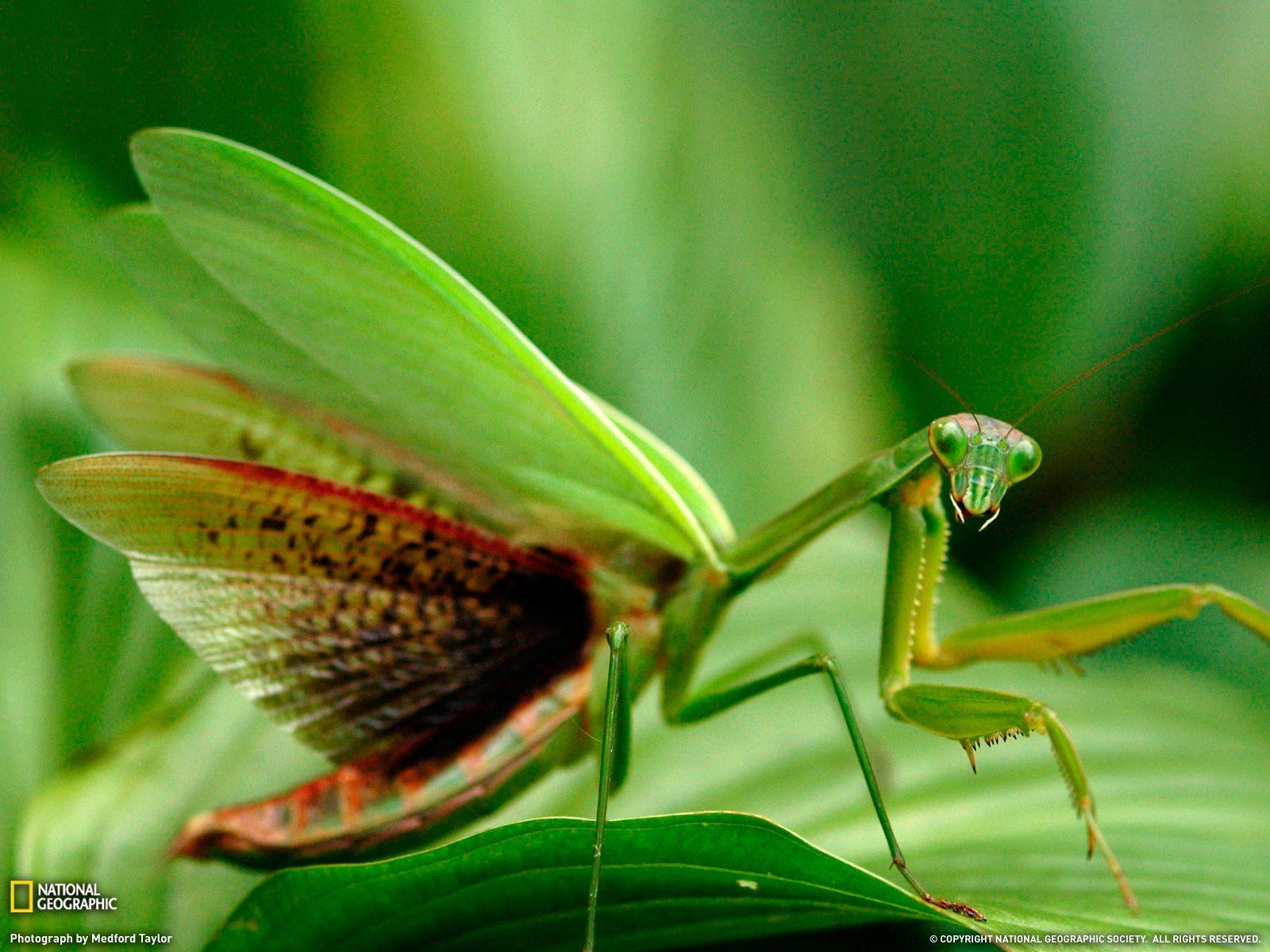 Praying Mantises image Praying Mantis Wallpapers collection HD