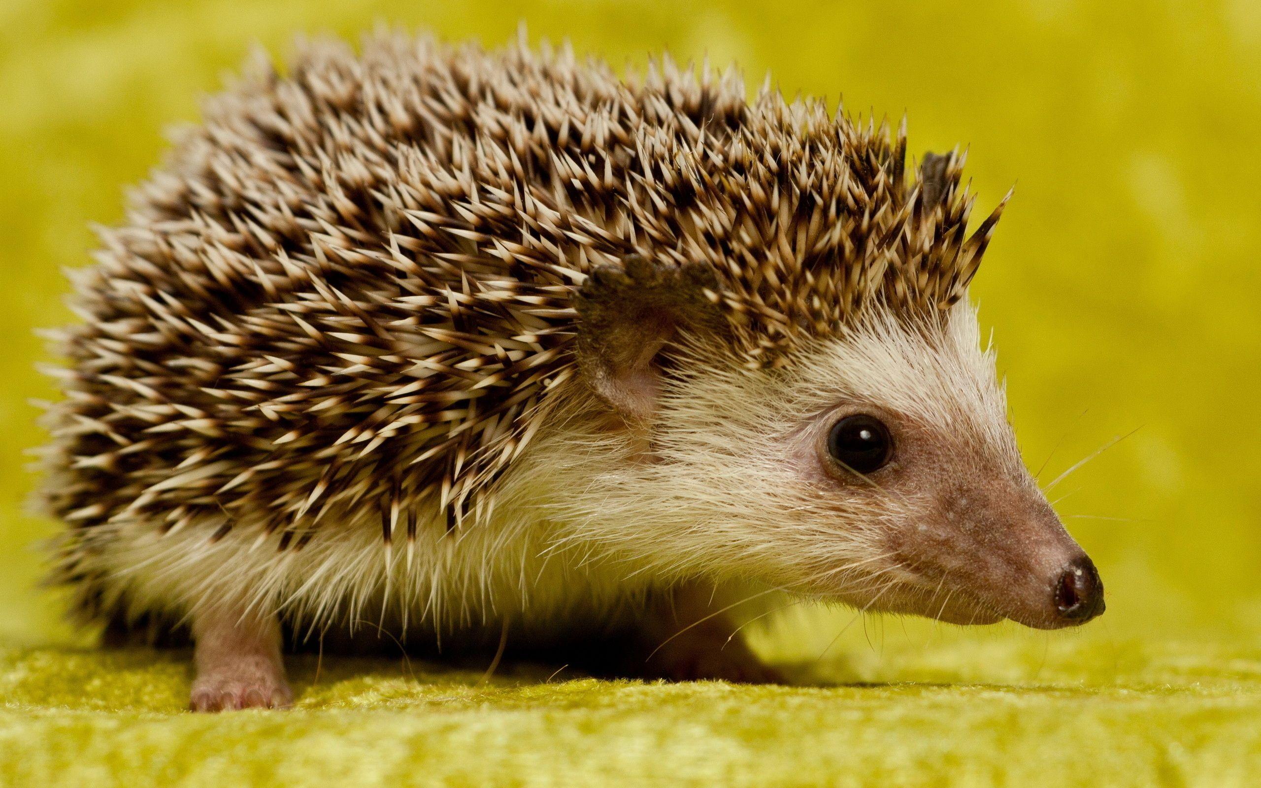 106 Hedgehog HD Wallpapers