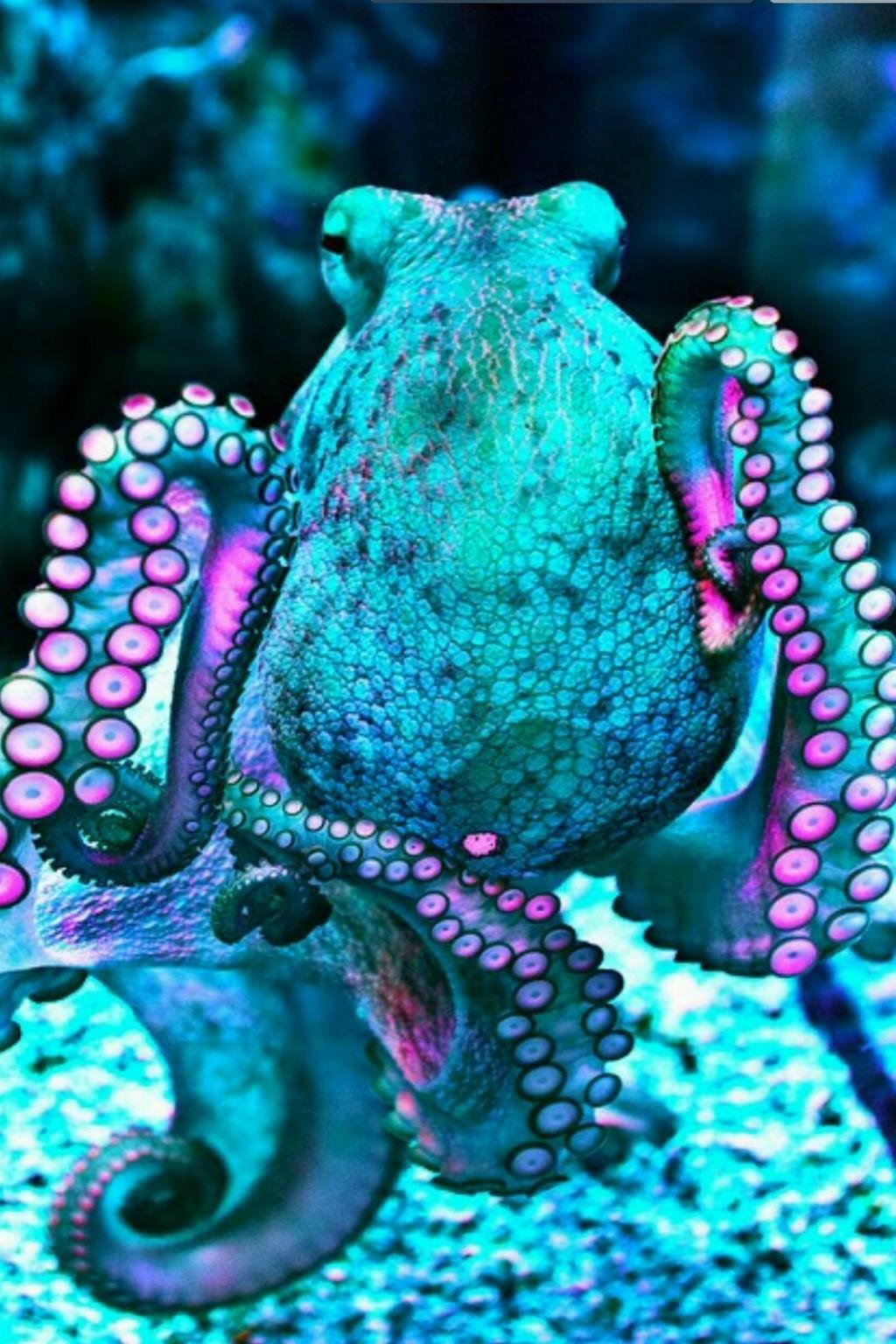 Octopus Wallpapers 19