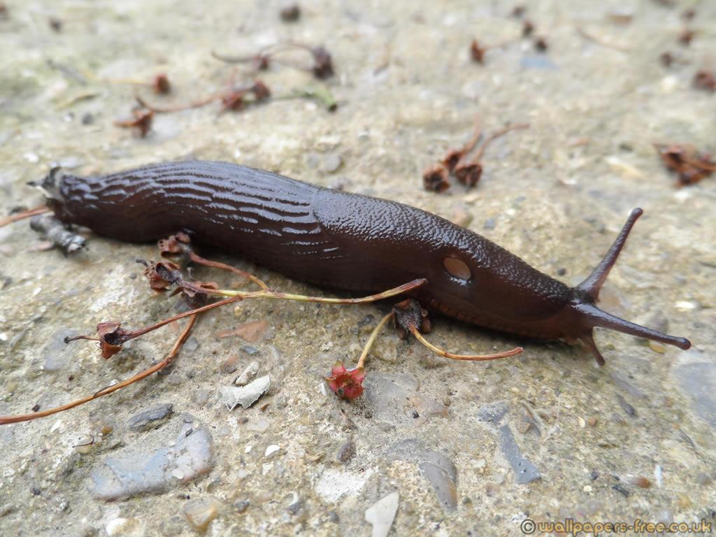 Young Black Slug