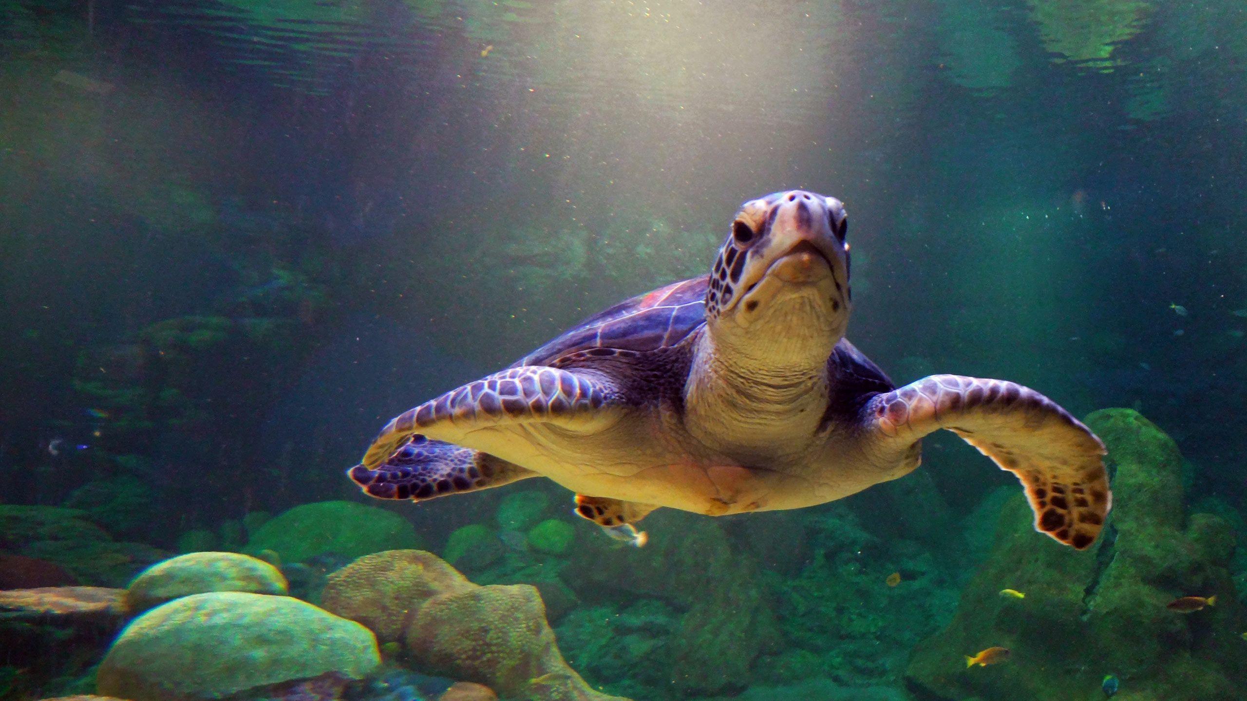 Turtle Wallpapers 4654