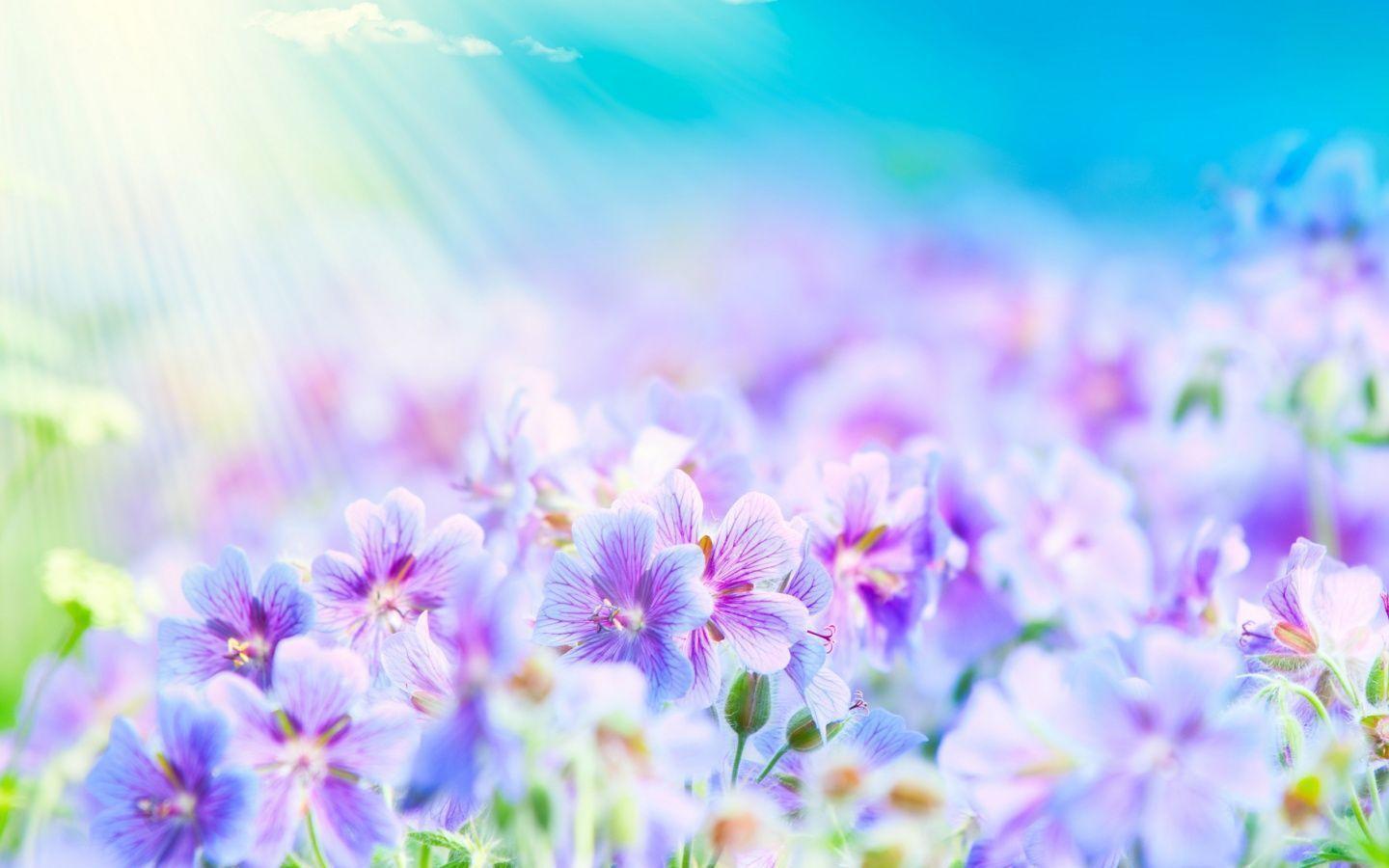 Top Flowers Wallpapers