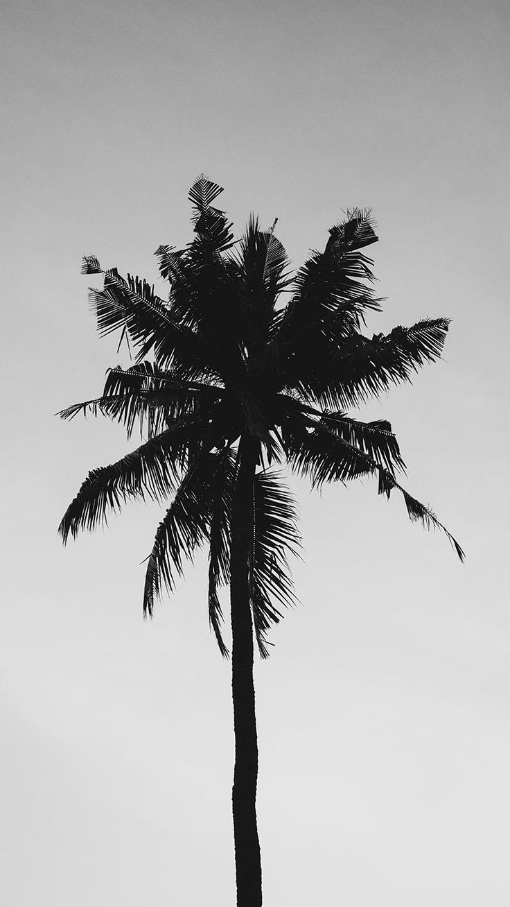 Let’s go Coconuts! Enjoy 10 Tropical iPhone Wallpapers!