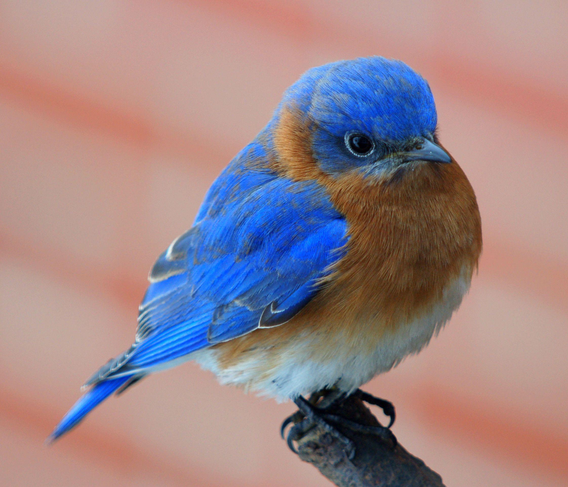 Eastern Bluebird Wallpapers