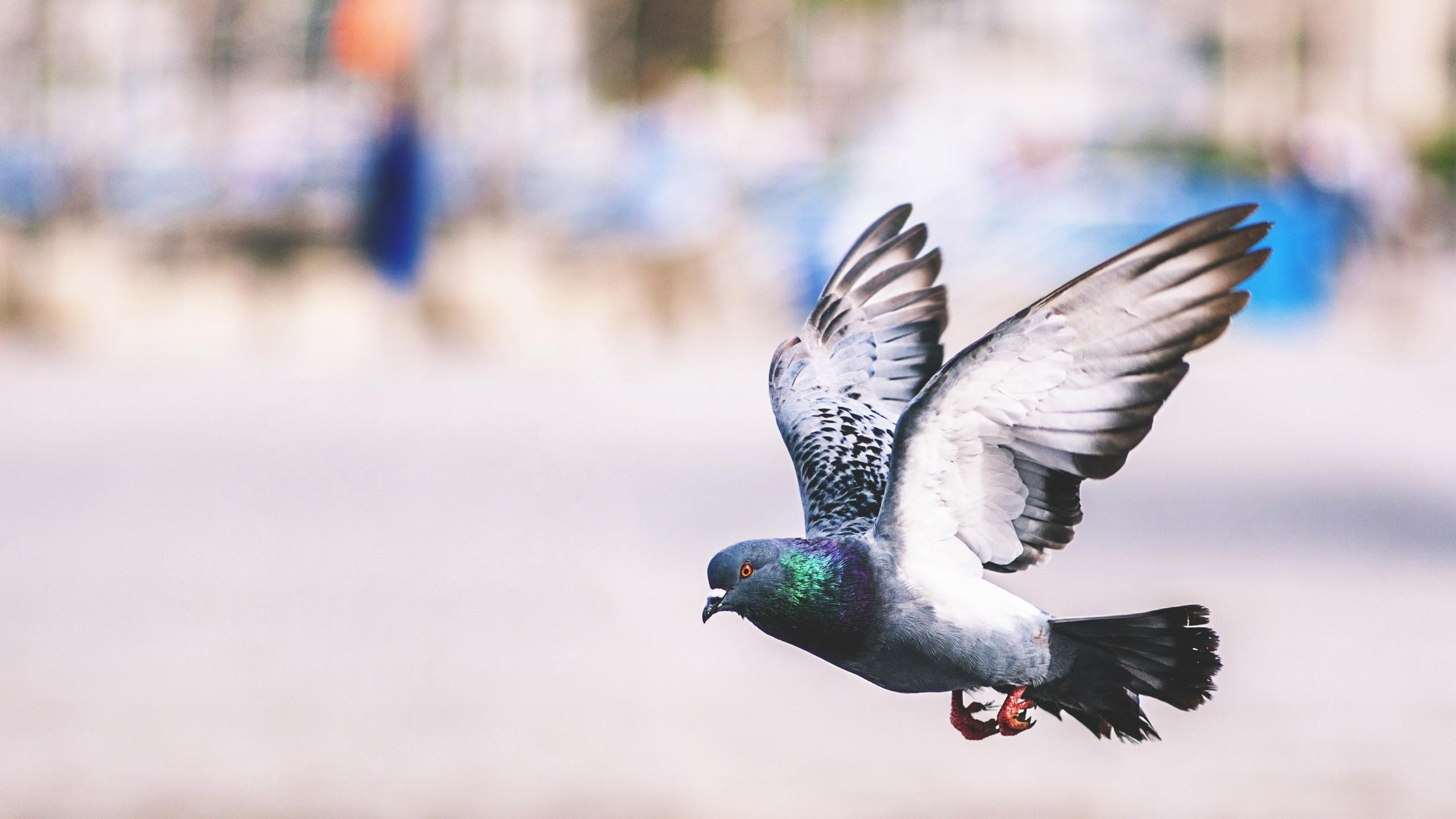 Pigeon Flying Wonderful Wallpapers