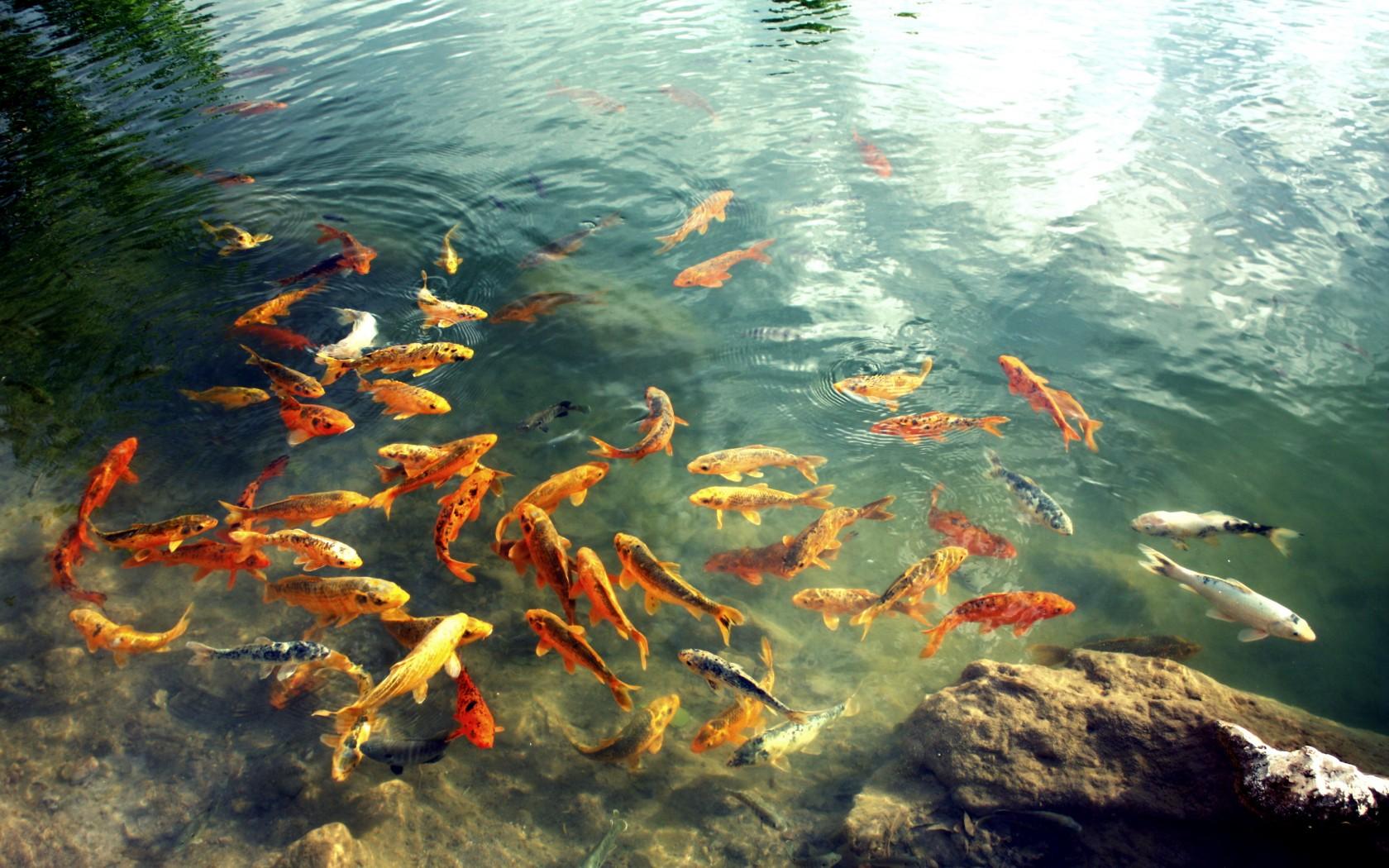 Best 50+ Carp Wallpapers on HipWallpapers