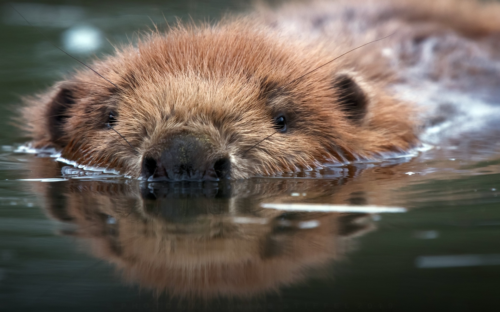 Wallpapers of Animal, Beaver, Reflection, Water, Wildlife