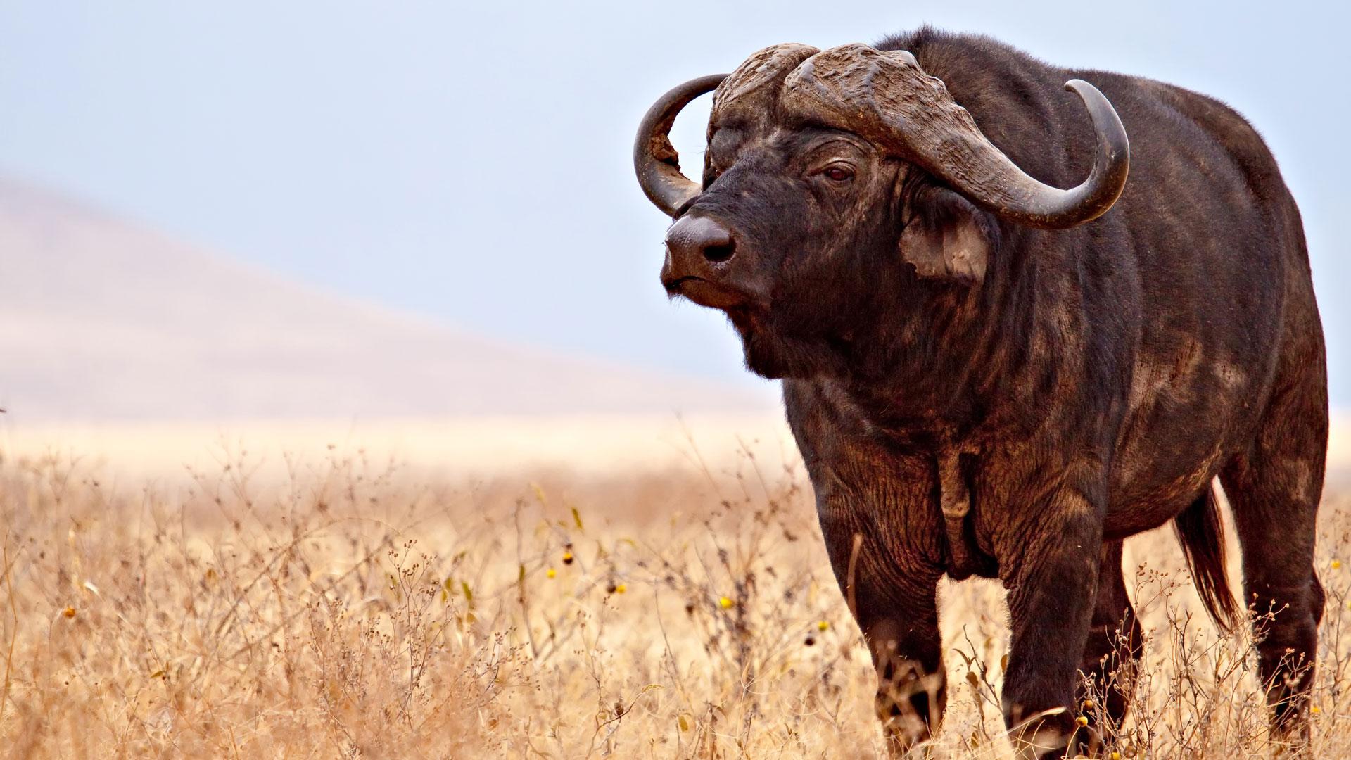 African Buffalo Wallpapers 4