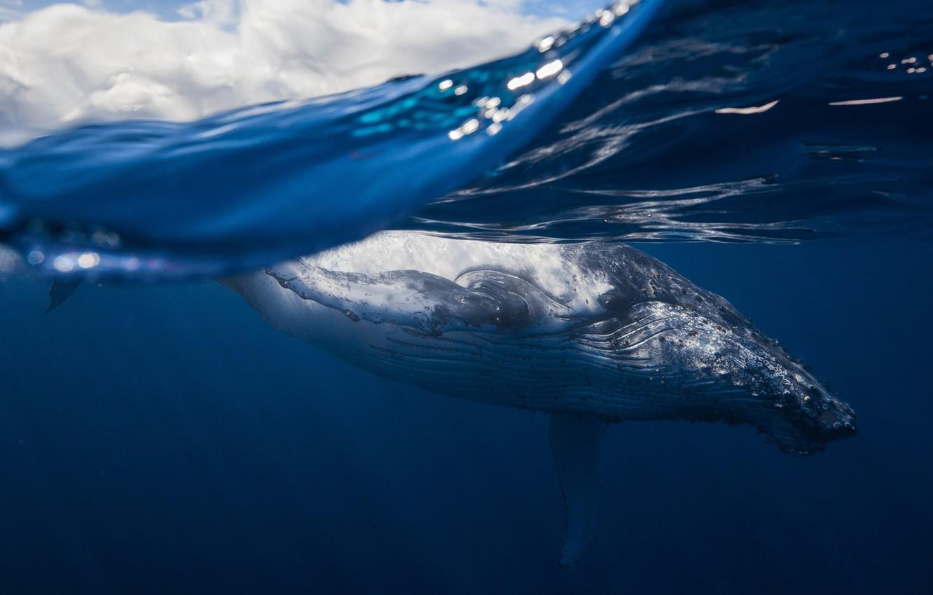 Wallpapers sea, the ocean, mammal, humpback whale image for