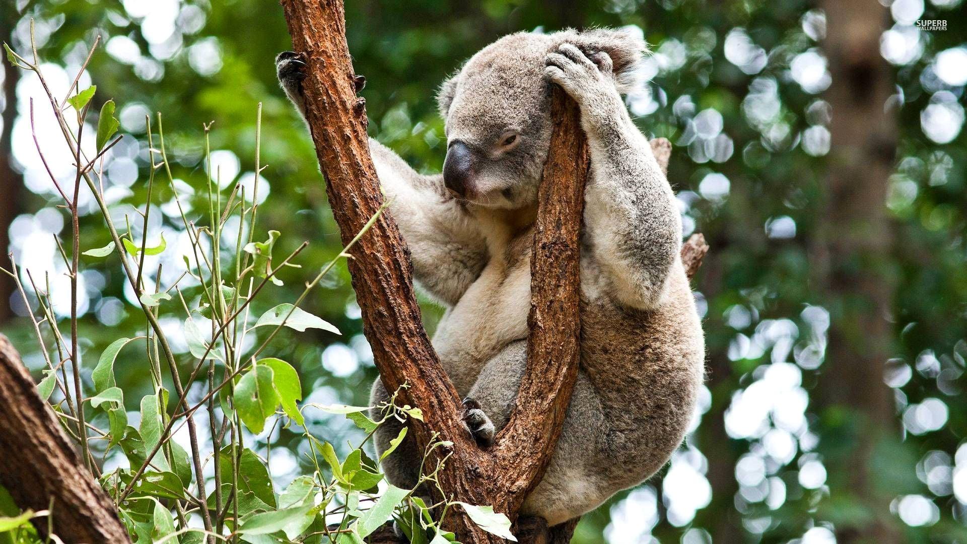 Adult koala HD wallpapers