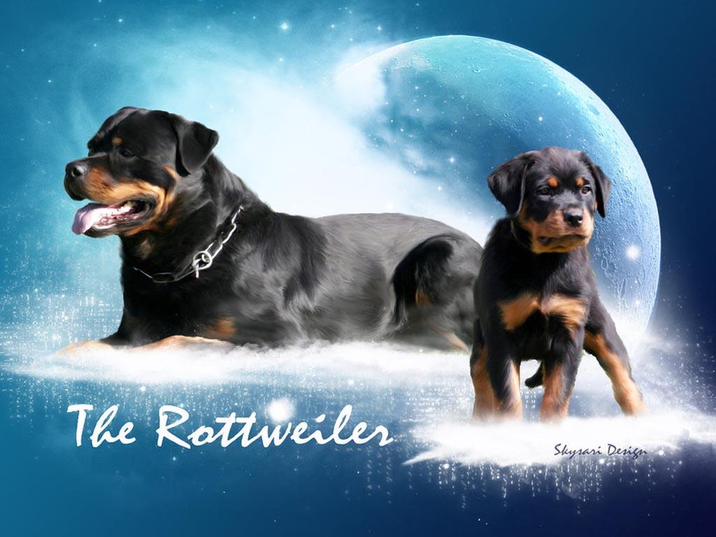 Image For > Angry Rottweiler Wallpapers