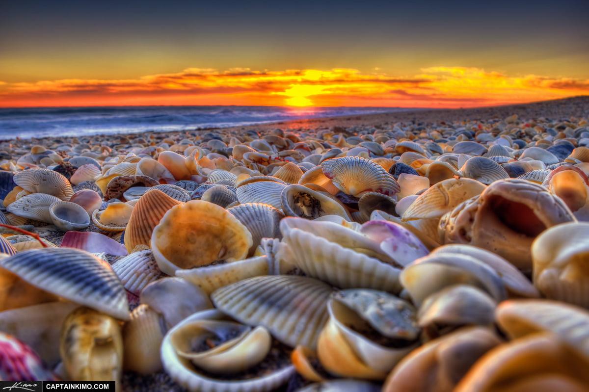Sea of clams HD wallpapers