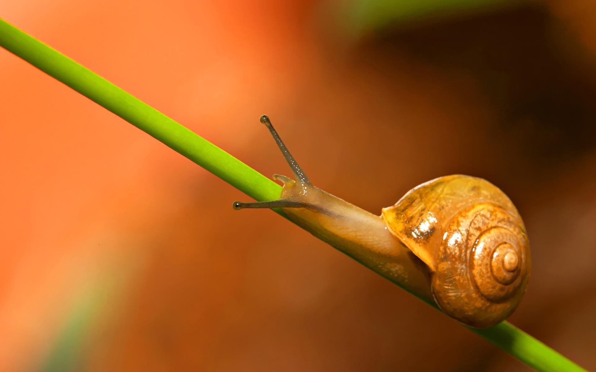 Snail Animals HD Wallpapers, Desktop Backgrounds, Mobile Wallpapers