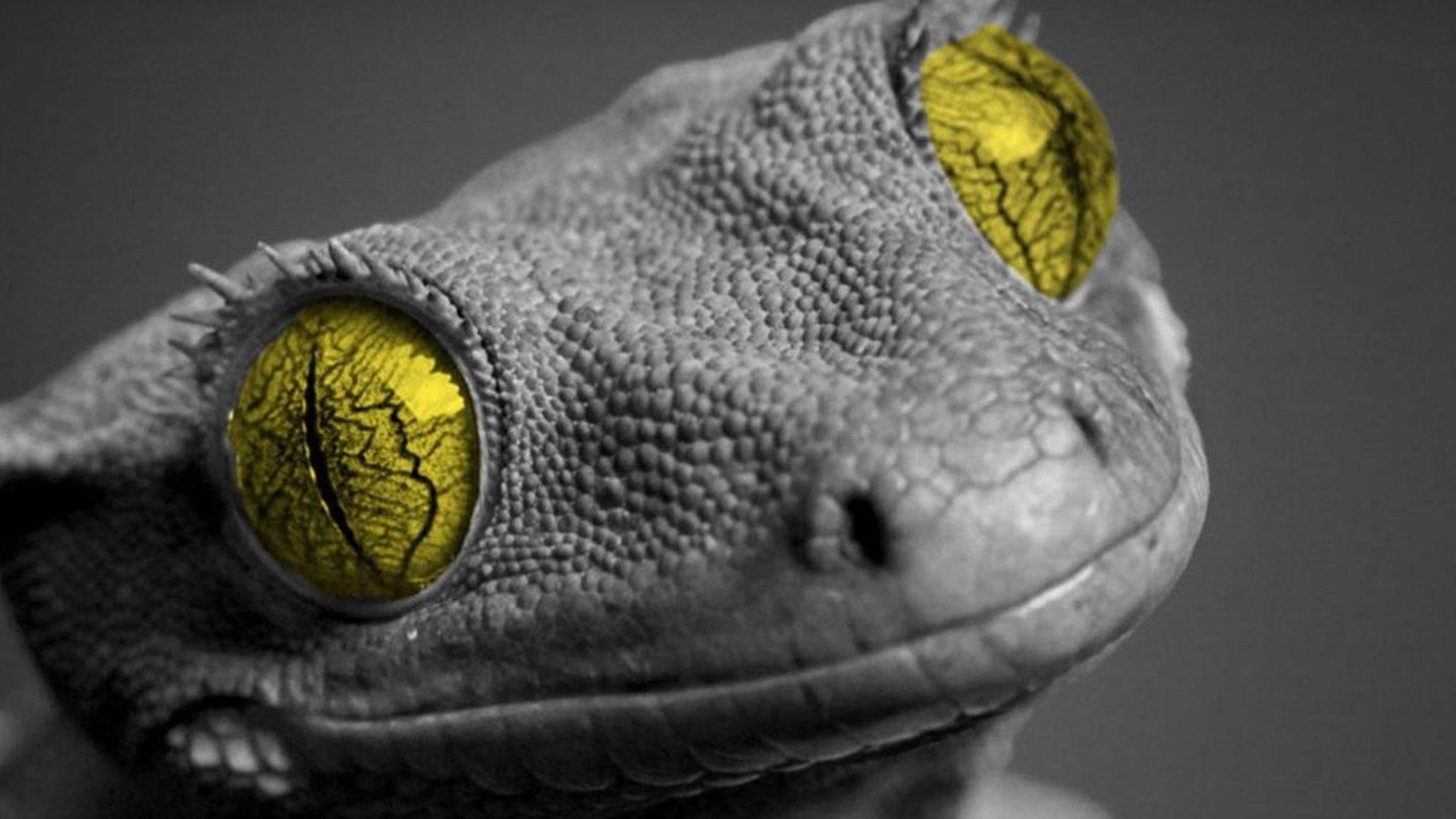 Gecko wallpapers Full HD