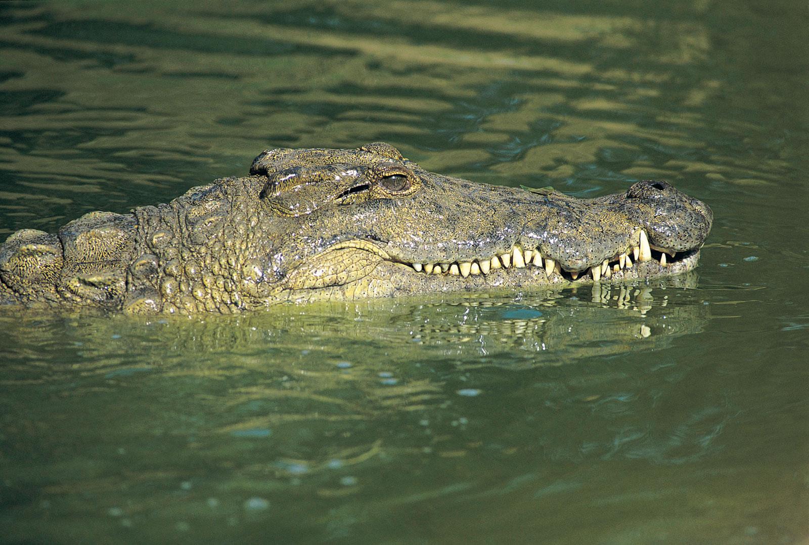 crocodile