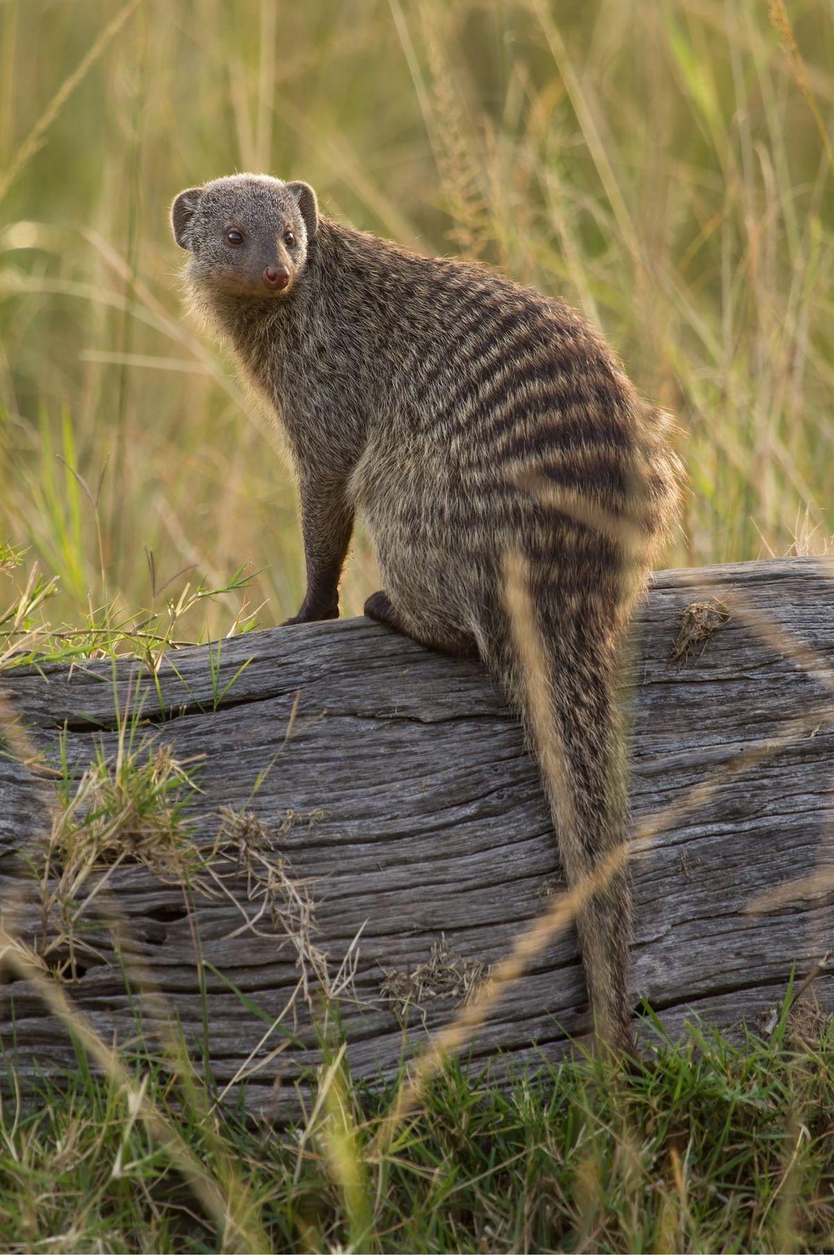 Mongoose Wallpapers High Quality