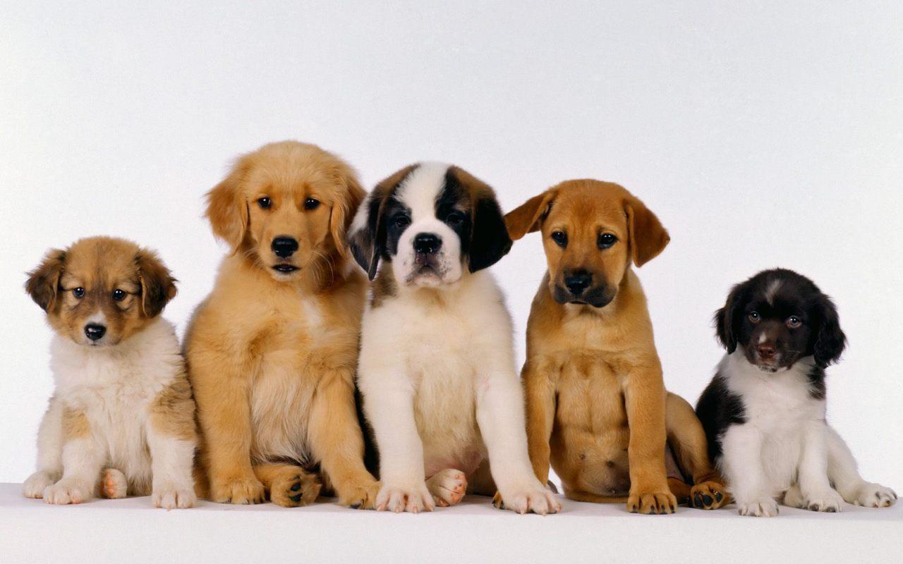 Cute Puppy Wallpapers HD