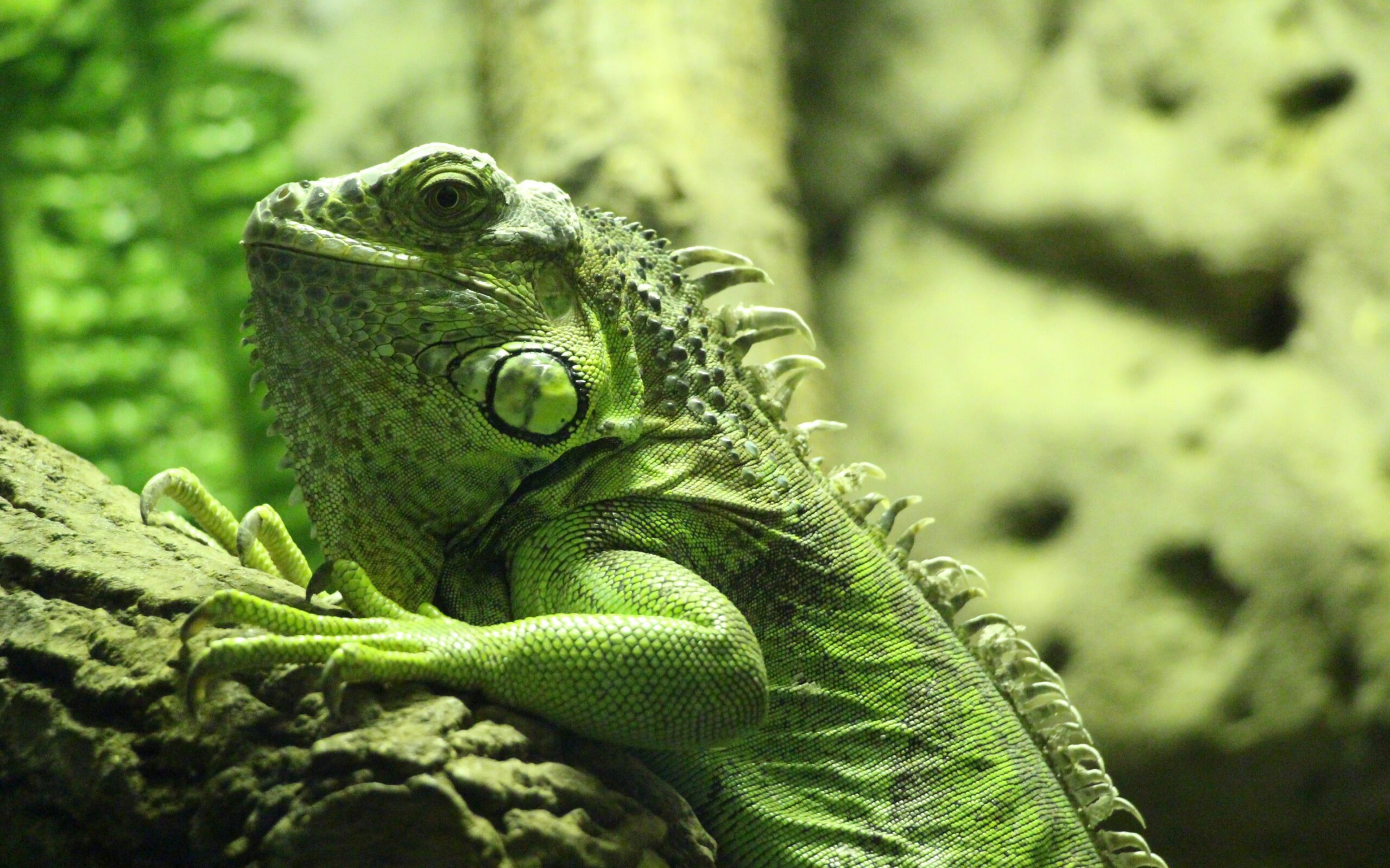 Iguana Wallpapers Full HD