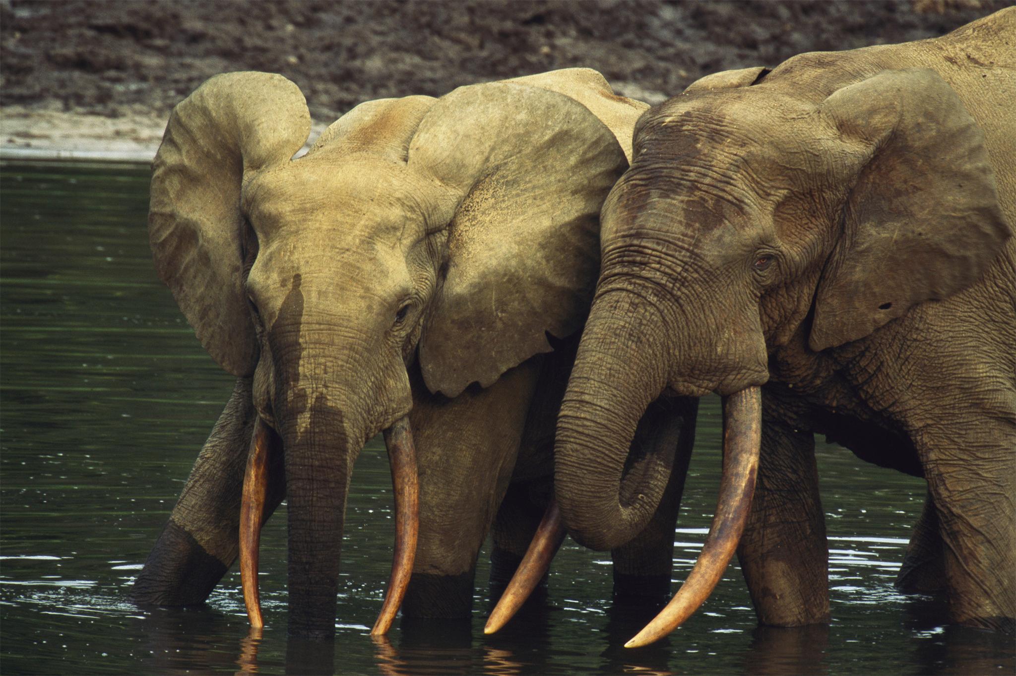 African Elephant Animals HD Wallpapers