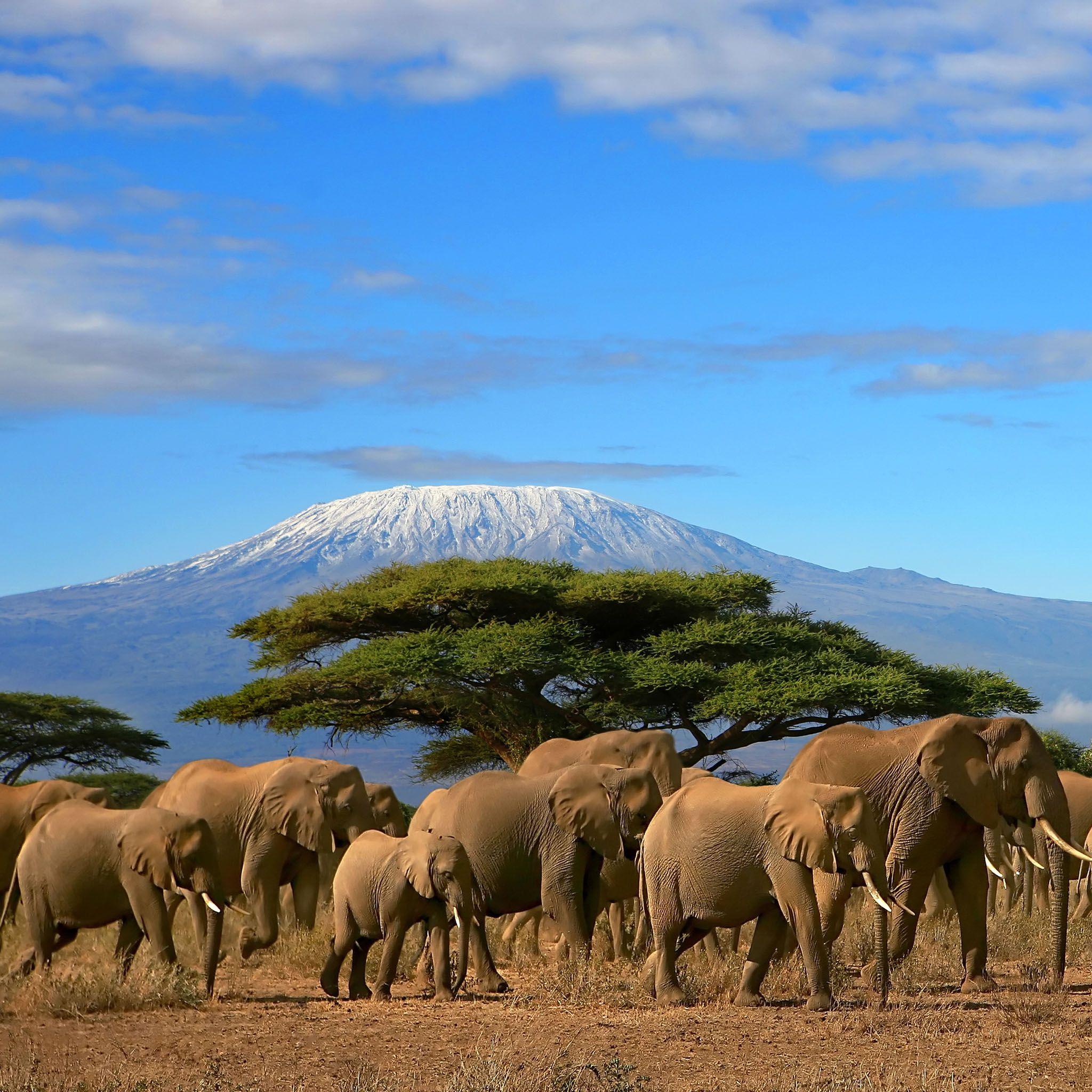 Mount Kilimanjaro Wallpapers