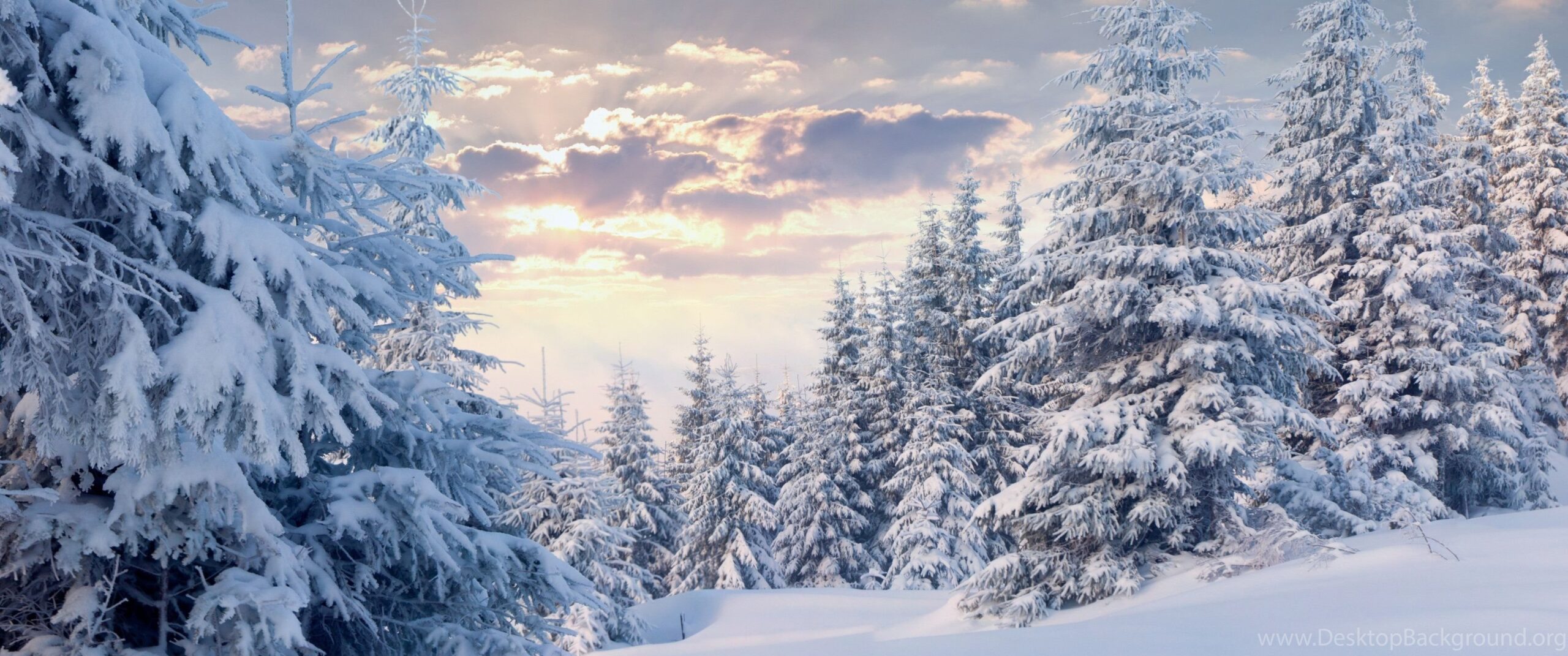 Winter Forest With Snow Wallpapers Wallpapers 4K