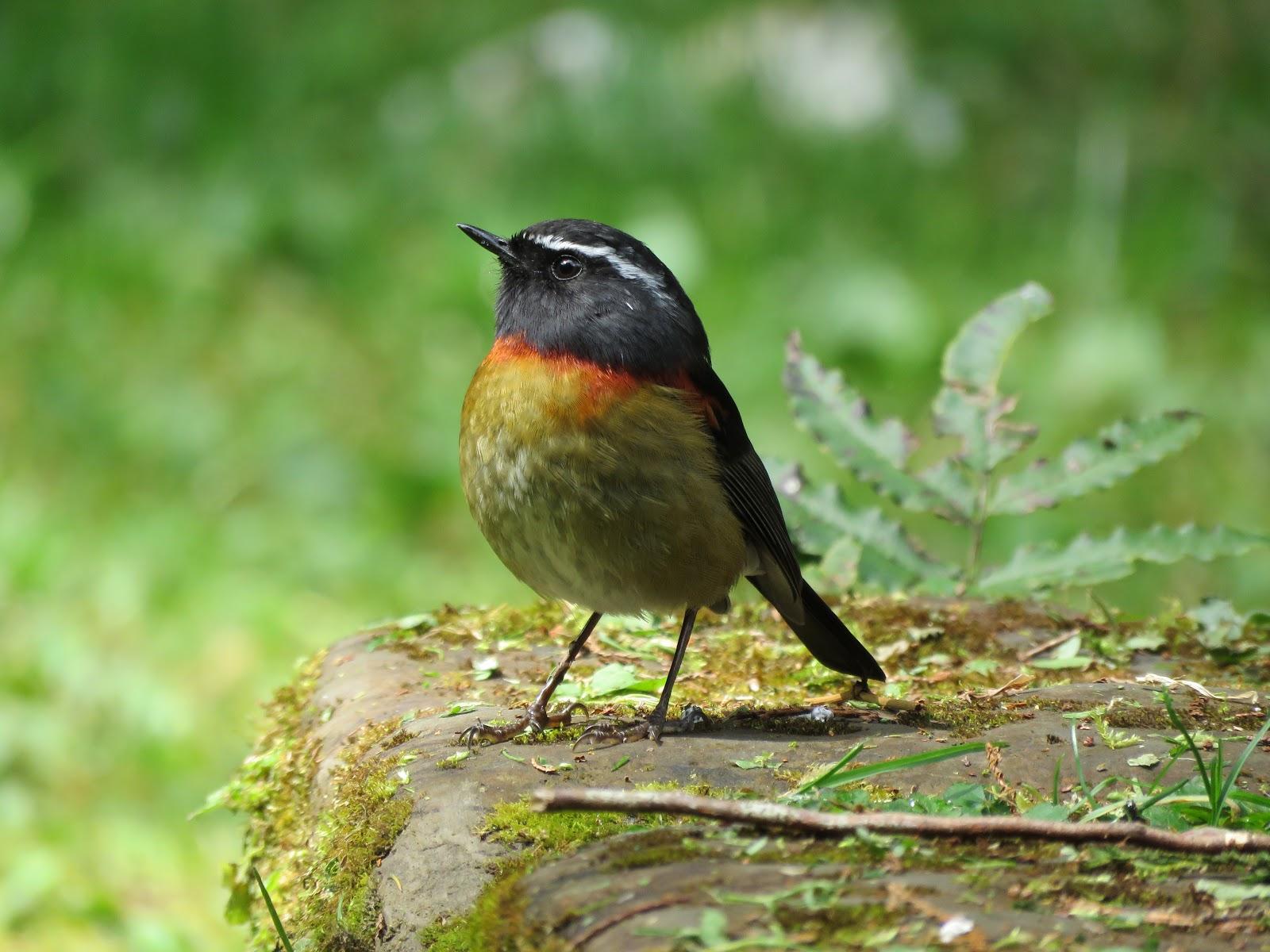 Puffin and Friends: アリサンヒタキ Collared Bush Robin