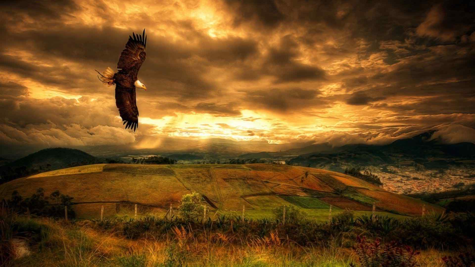 Flying Eagle HD Wallpapers