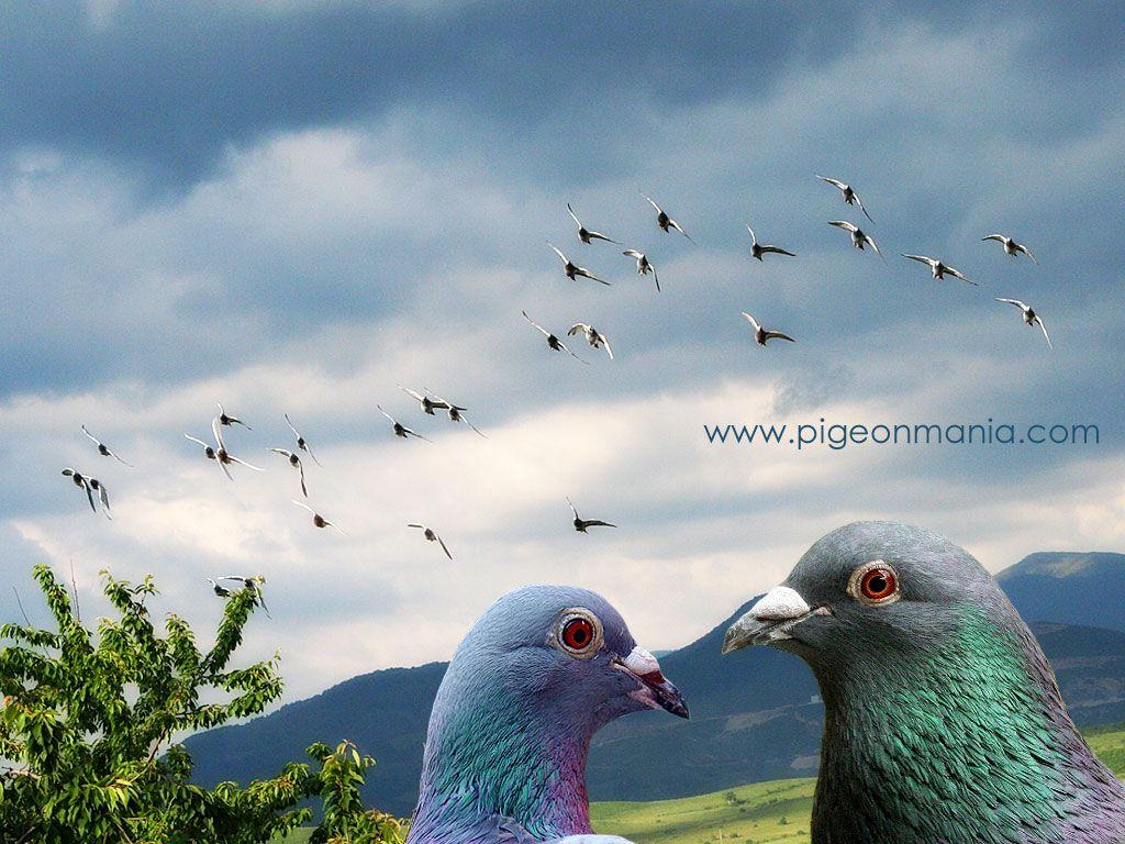 pigeon wallpapers Image Wallpapers